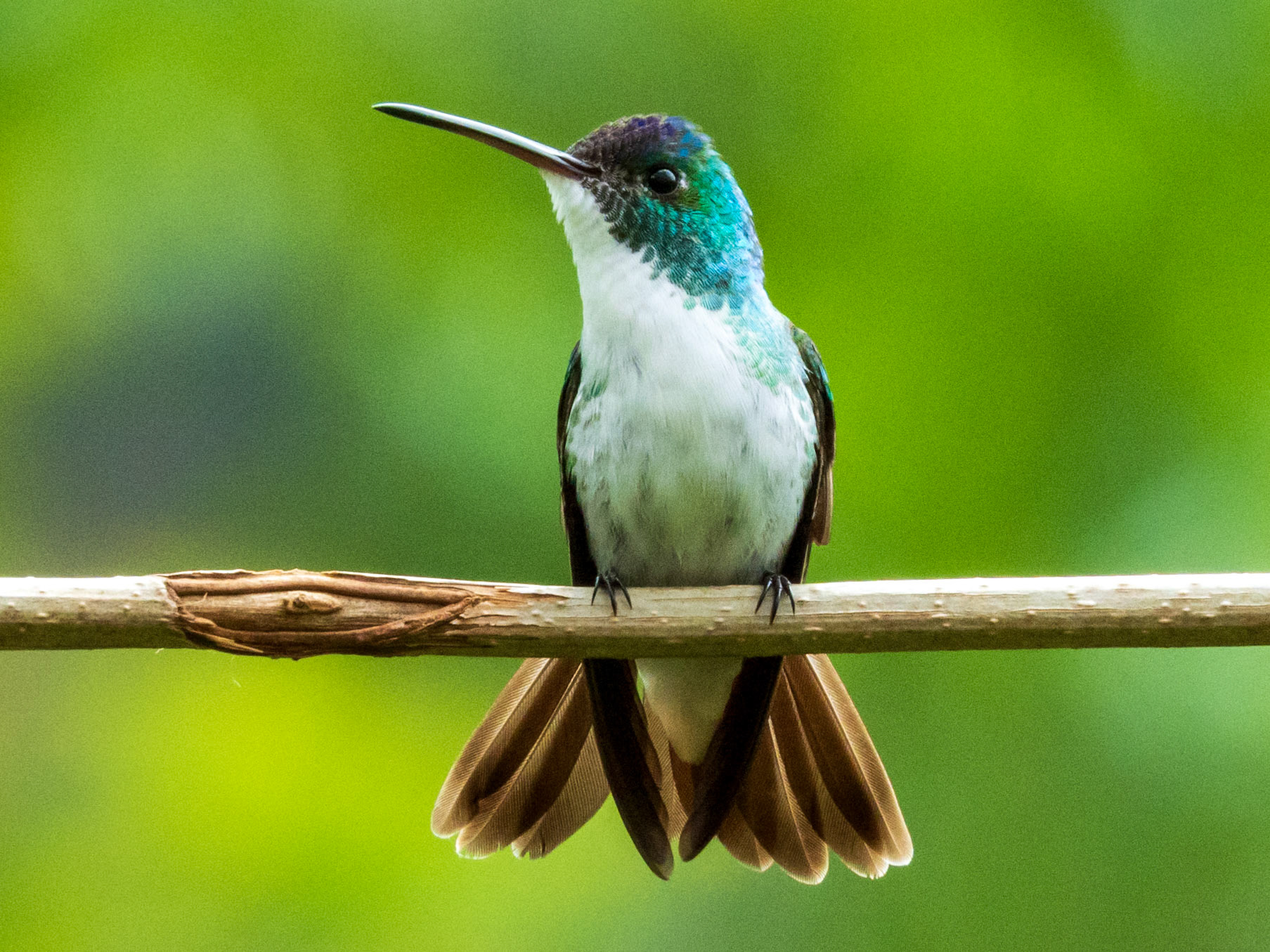 Andean Emerald, El Encanto Nature Reserve