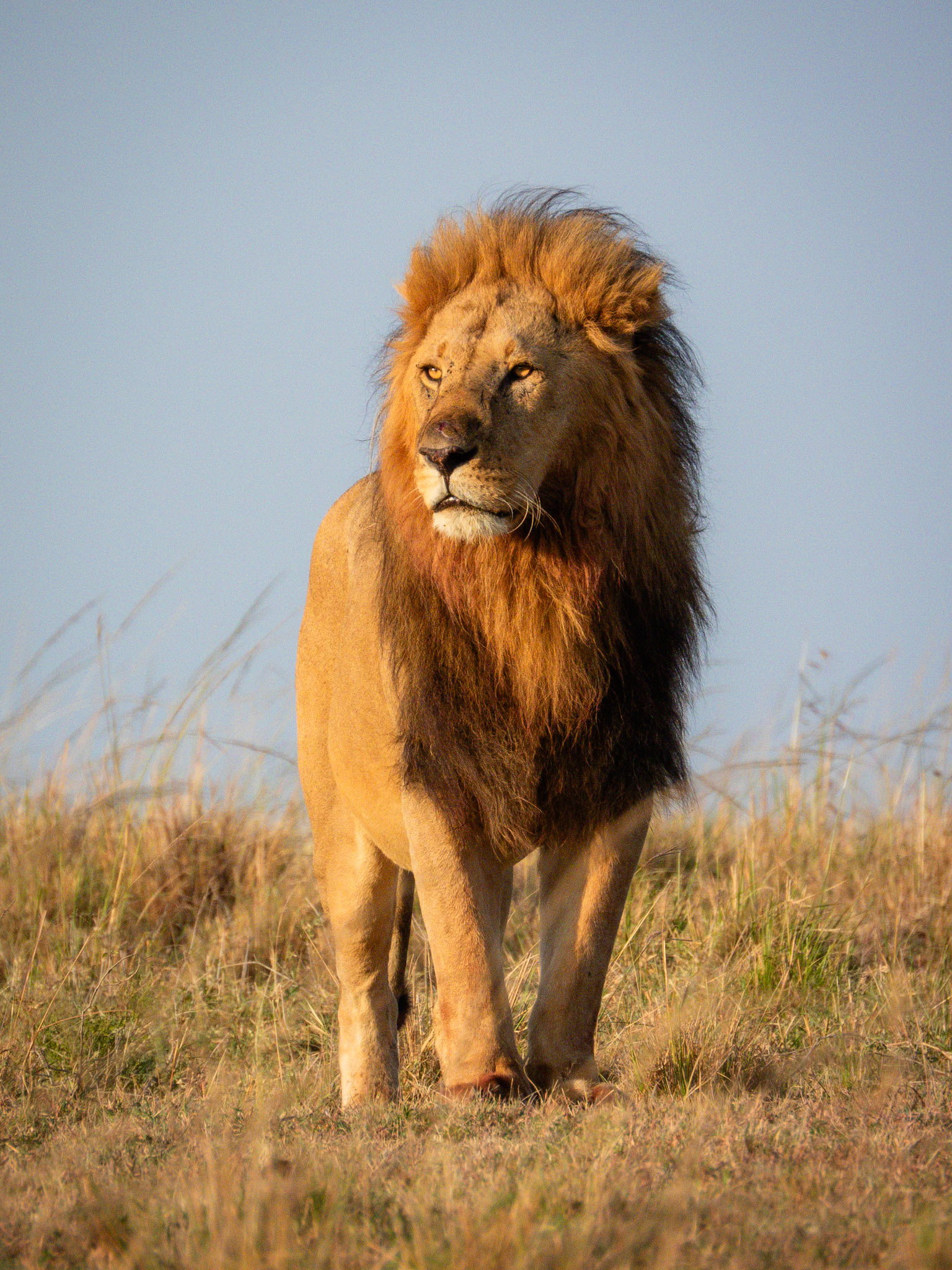 Lion, Melting Bush Camp
