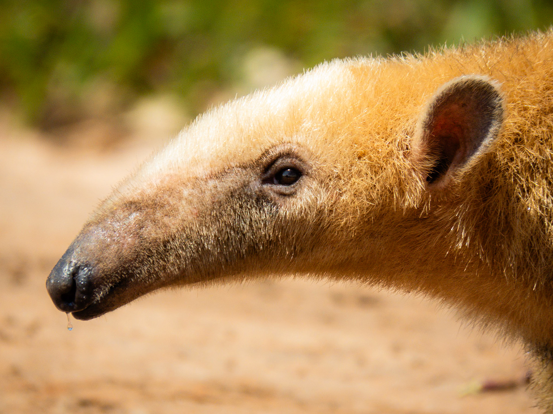 Southern Tamandua, Pousada Aguape