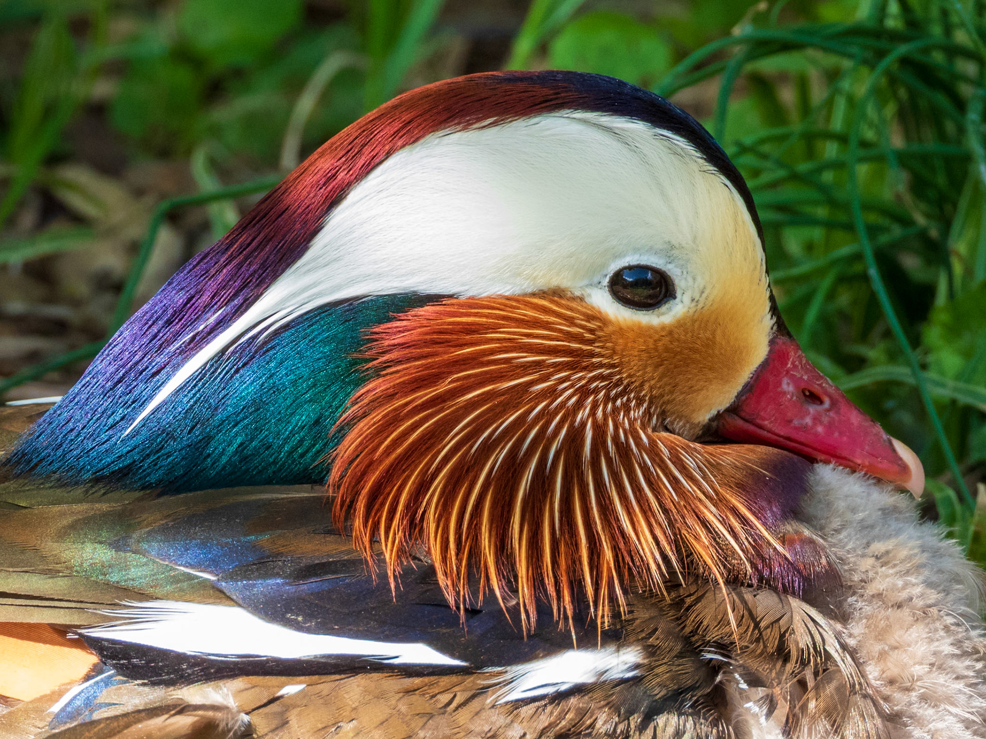 Mandarin Duck, Parc du Château