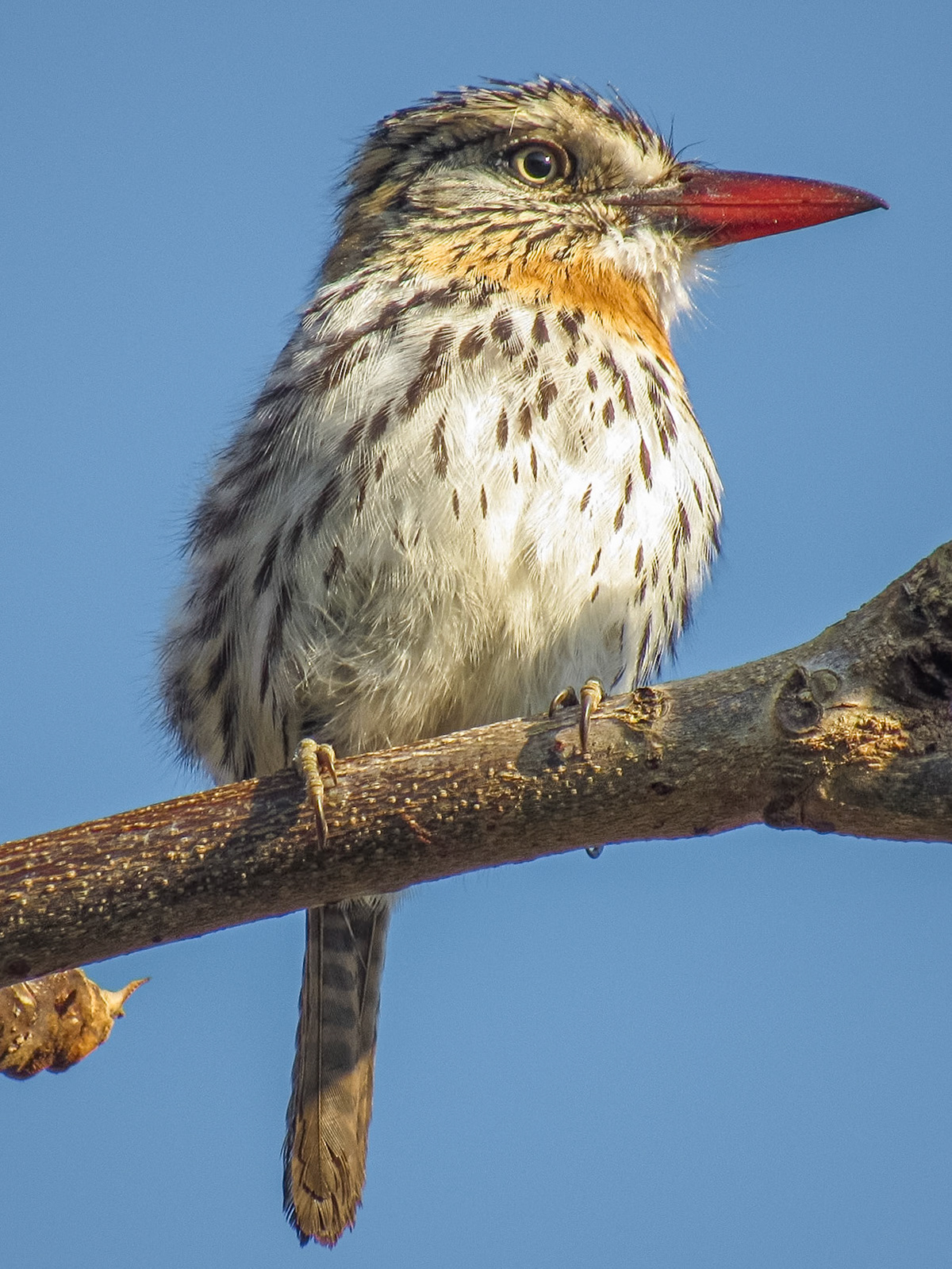 Spot-backed Puffbird, Seu Assis