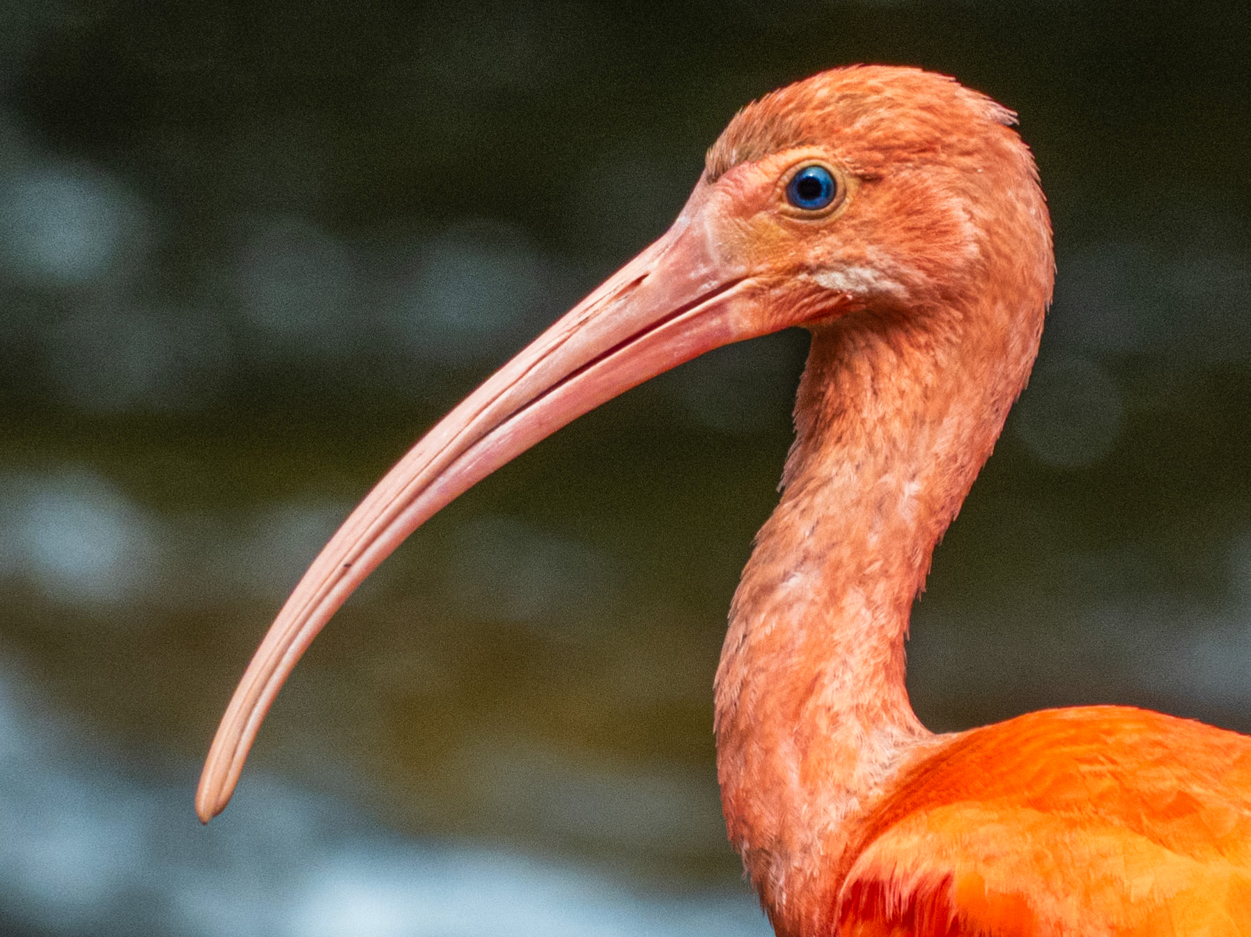 Scarlet Ibis, Harpy Eagle Reserve