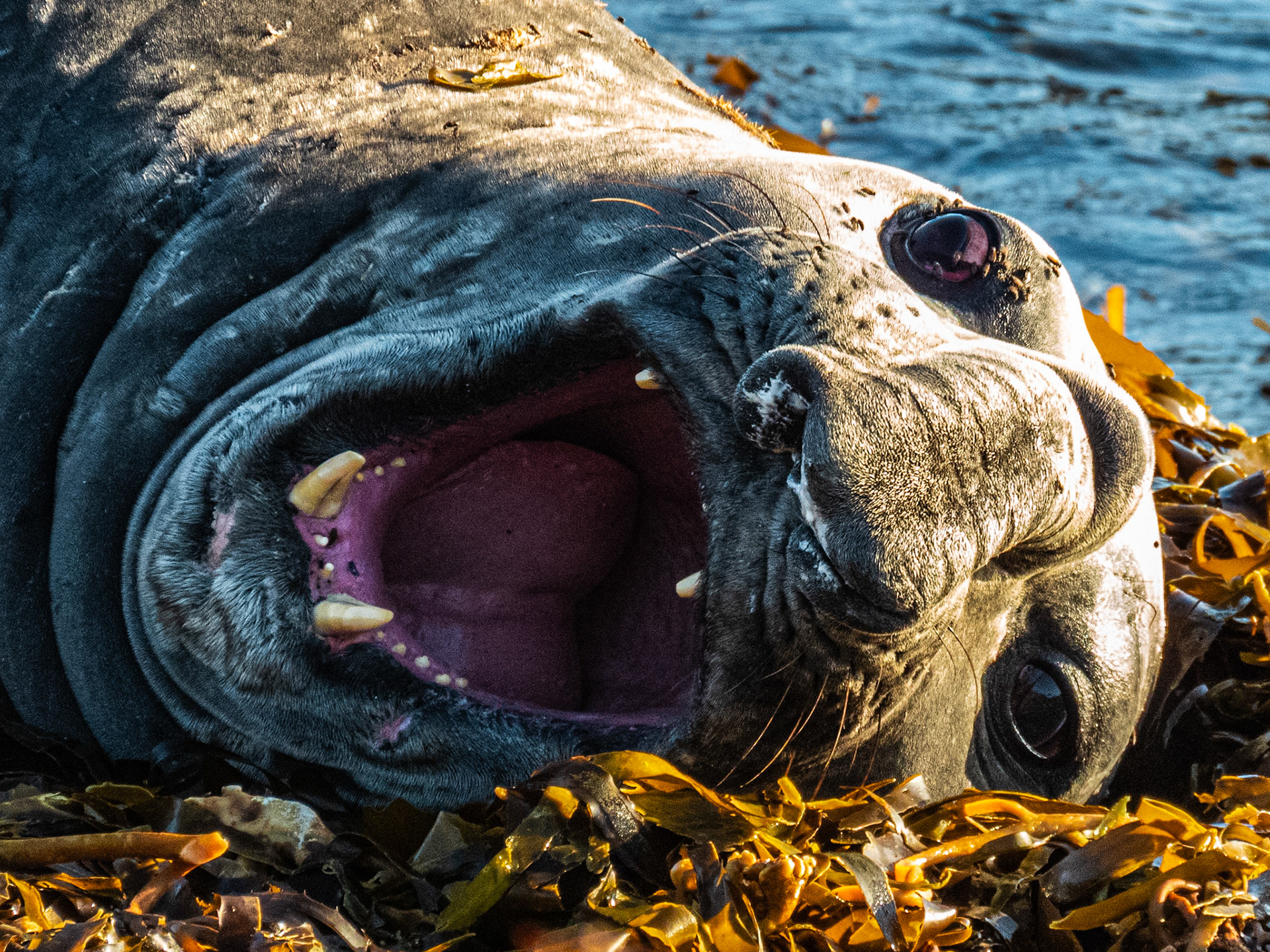 Southern Elephant Seal, Reserva Nacional Pingüino de Humbolt