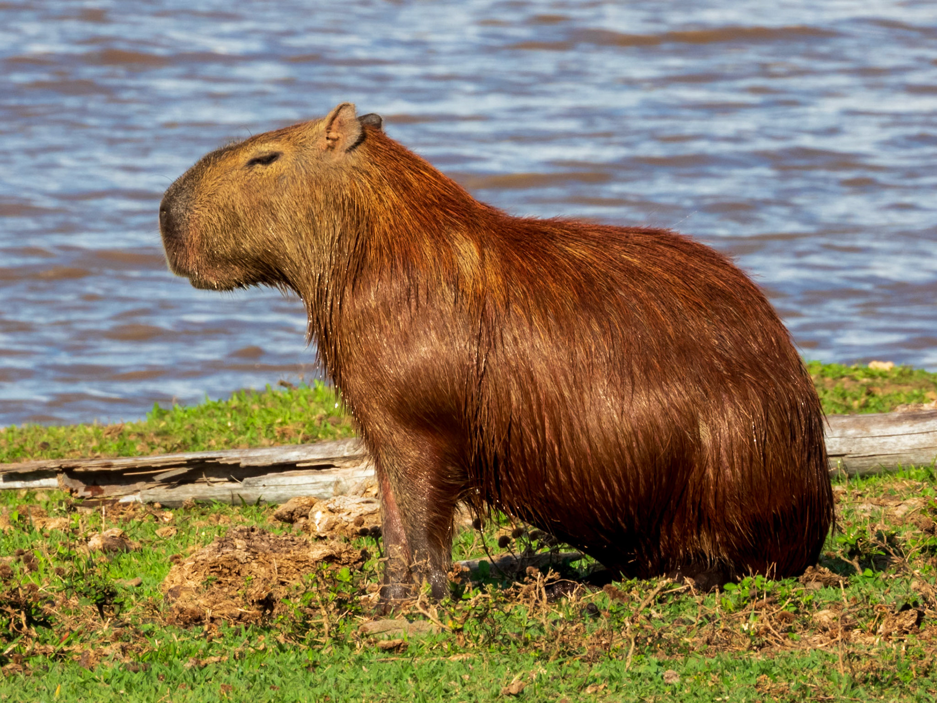 Capybara, Hato Mata de Palma