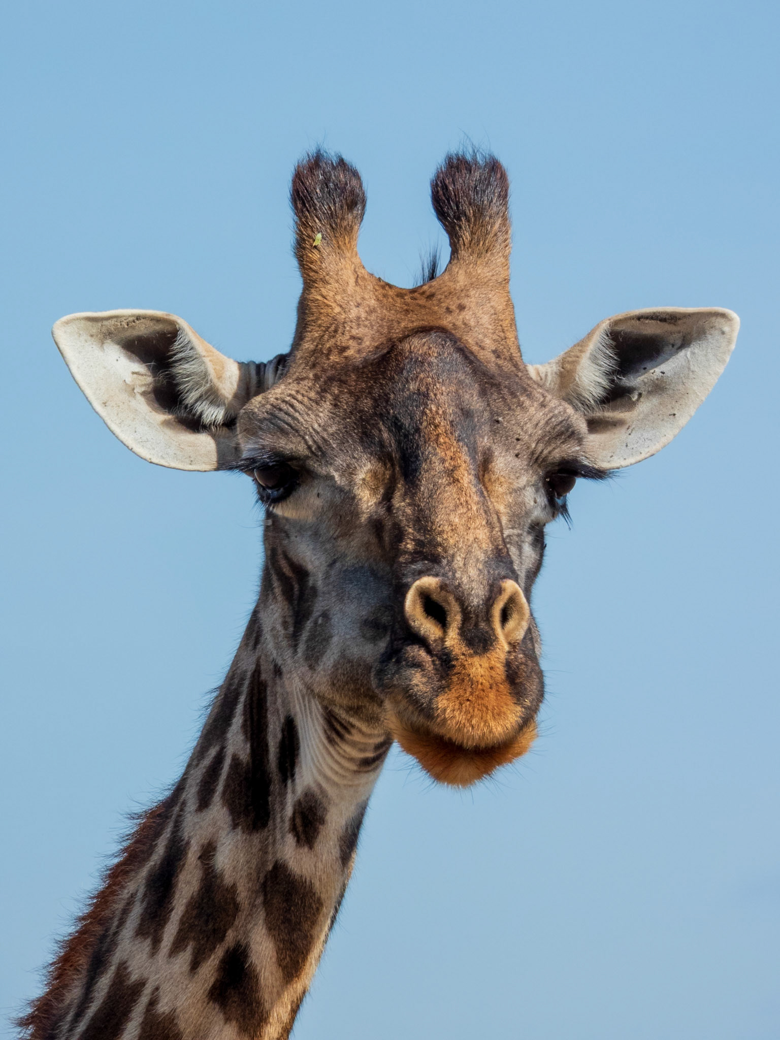 East African Giraffe, Melting Bush Camp