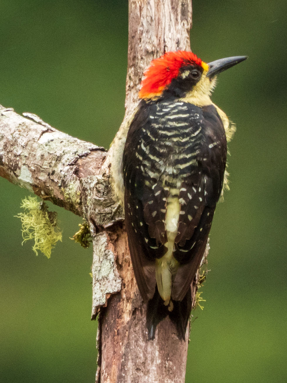 Black-cheeked Woodpecker, Montezuma Rainforest Ecolodge