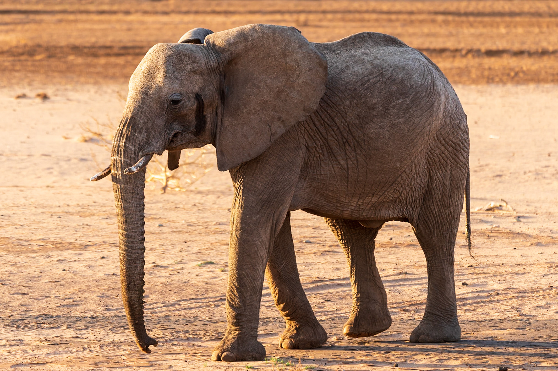 Savanna Elephant, Samburu Simba Lodge