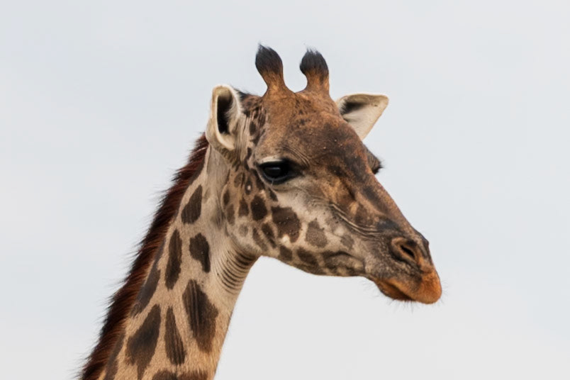 East African Giraffe, Melting Bush Camp
