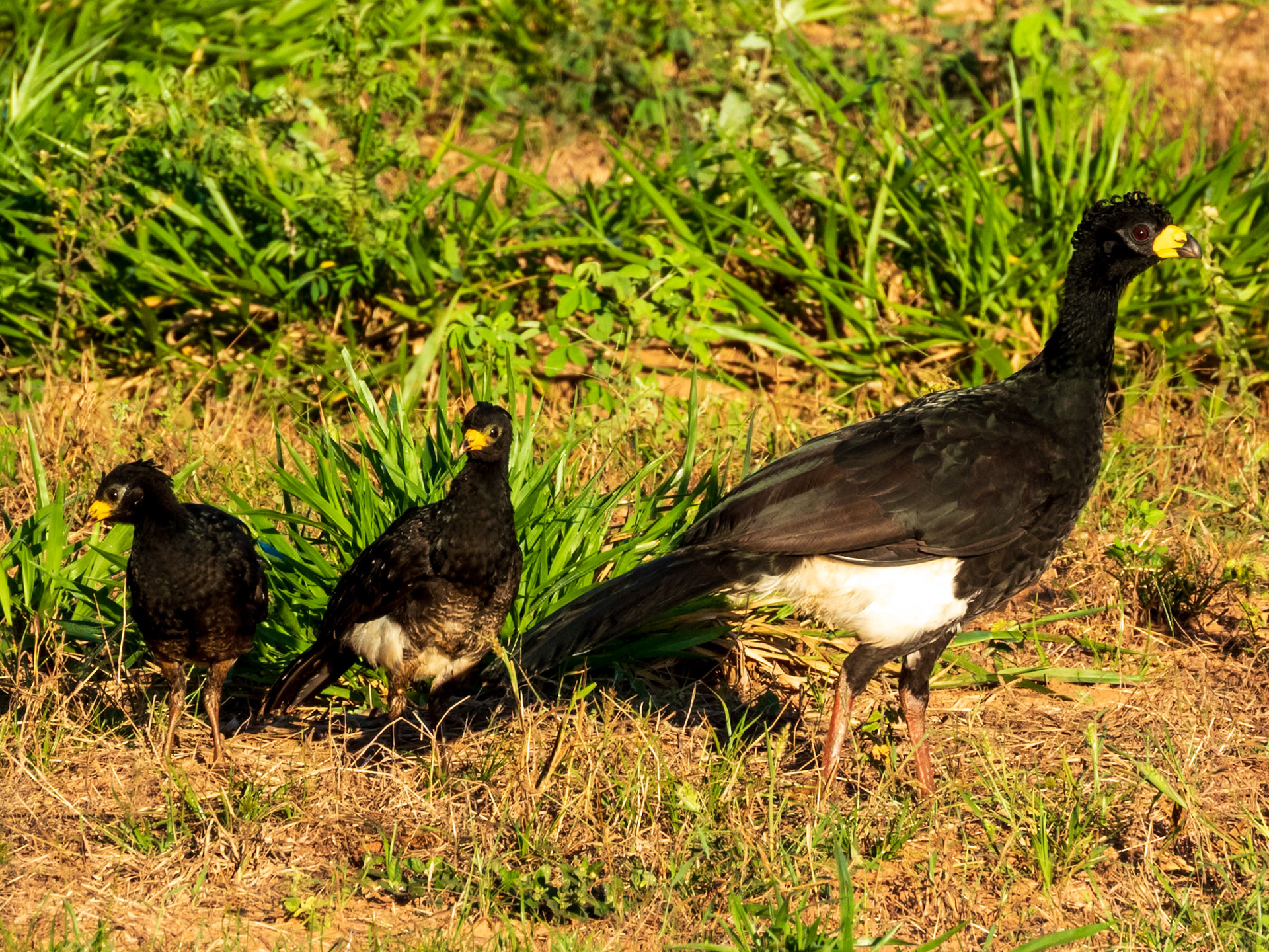 Bare-faced Curassow, Parque Municipal do Pombo