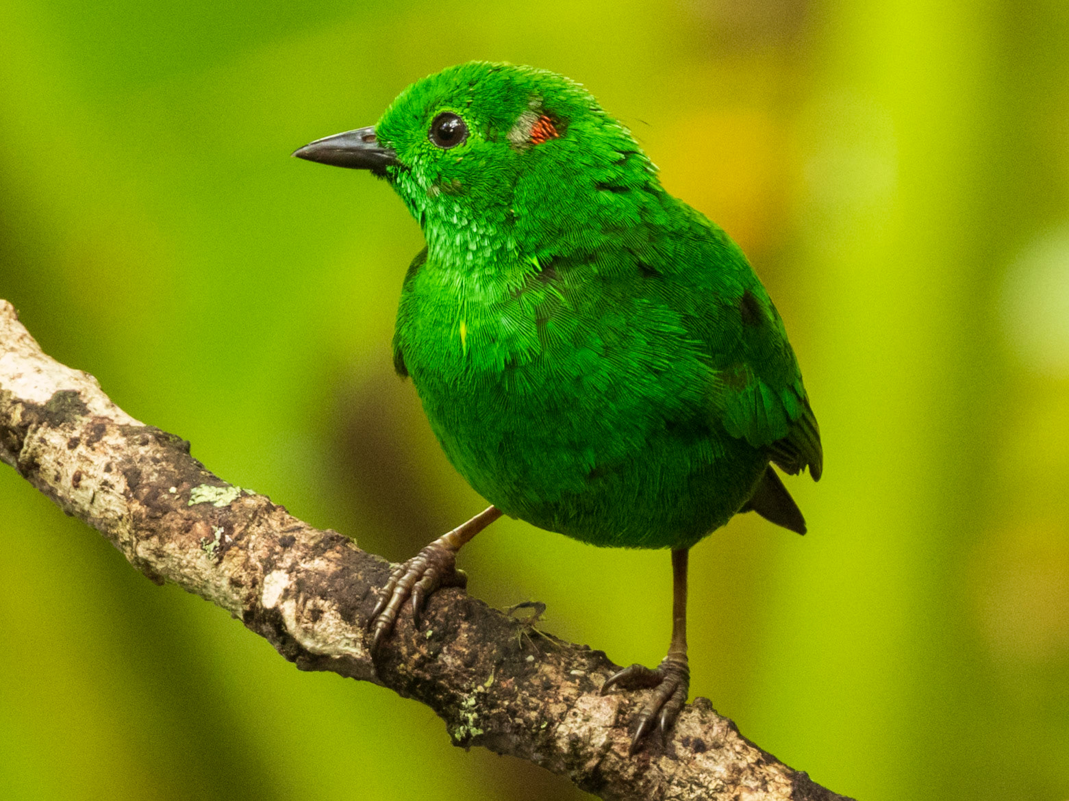 Glistening-green Tanager, Doña Dora