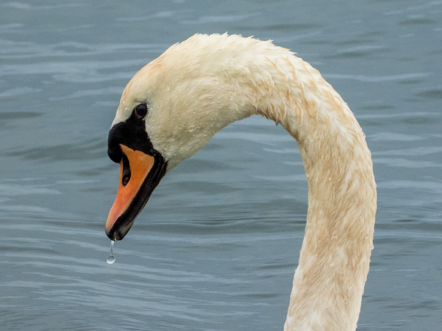 Mute Swan, Spinnies Aberogwen Nature Reserve
