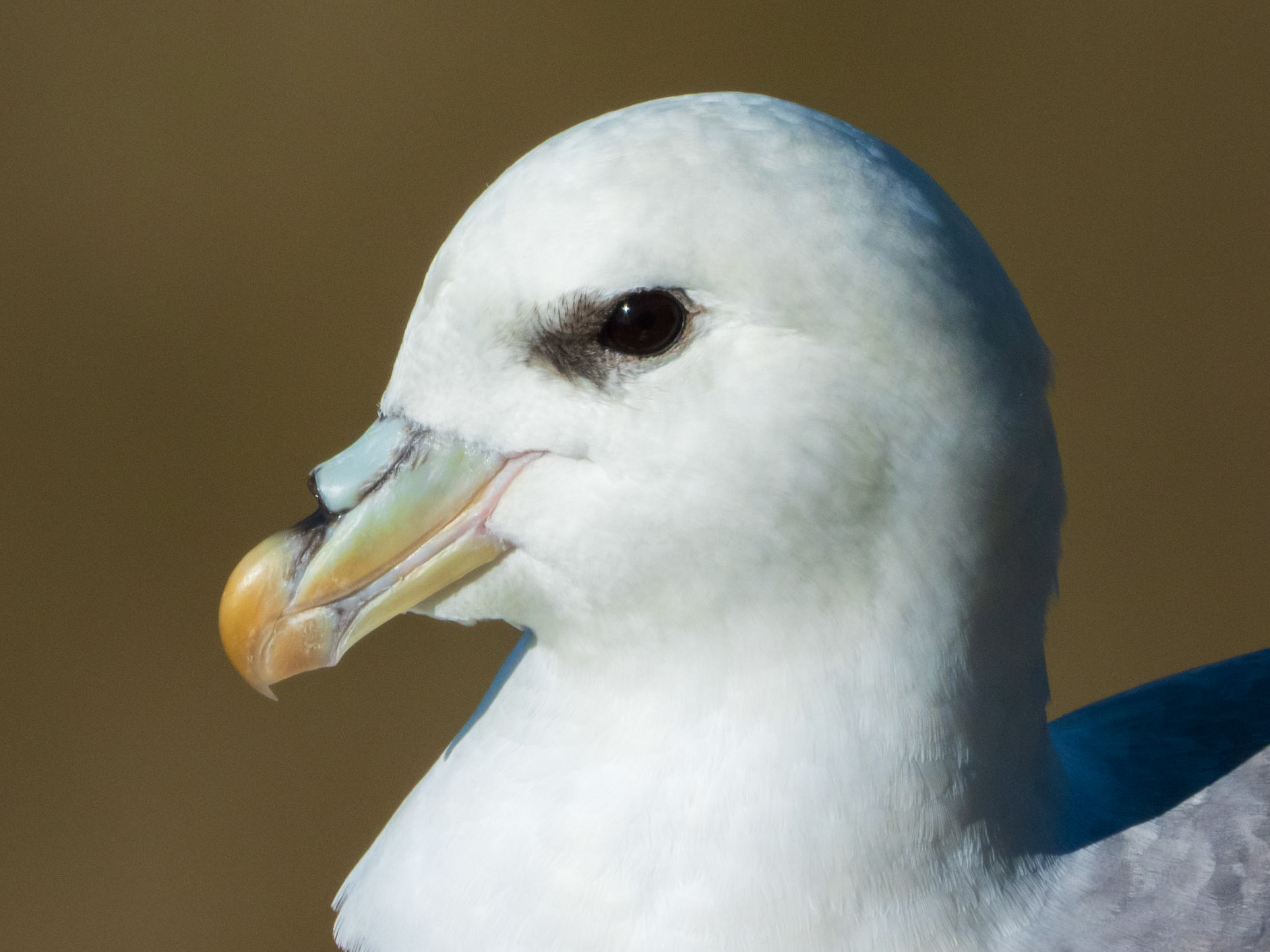 Northern Fulmar, Dyrhólaey