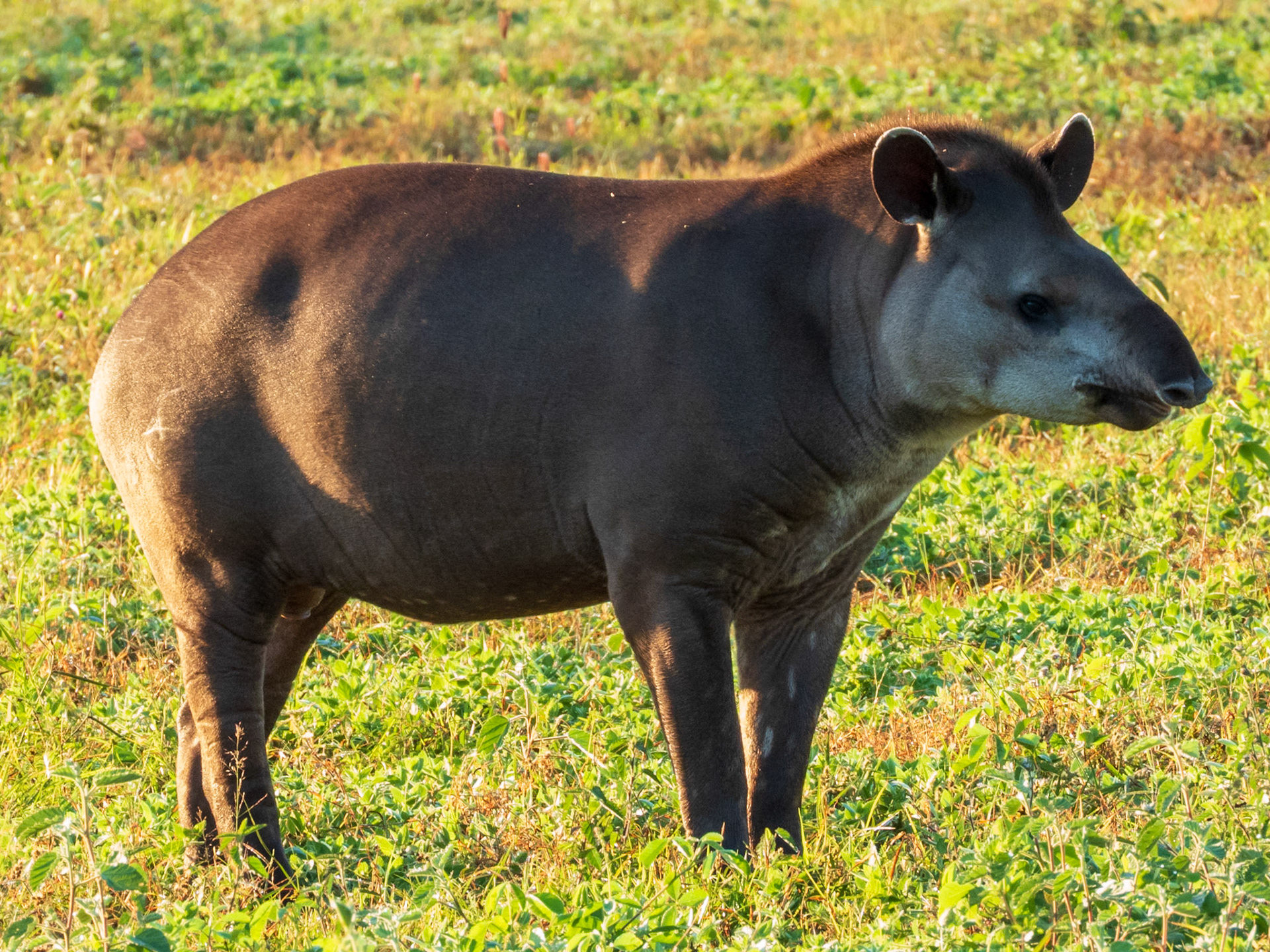 South American Tapir, Parque Municipal do Pombo
