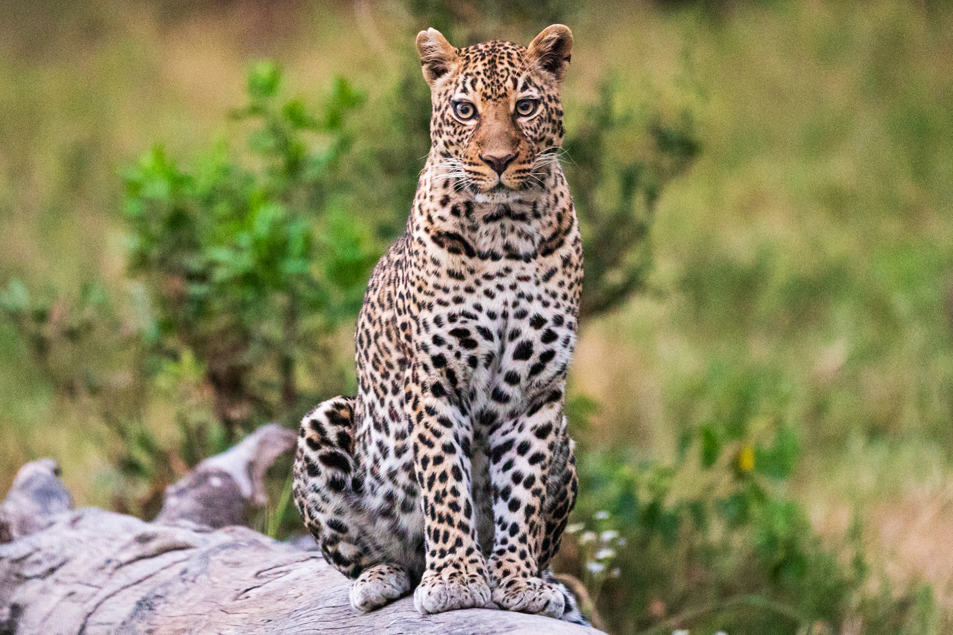 Leopard, Melting Bush Camp