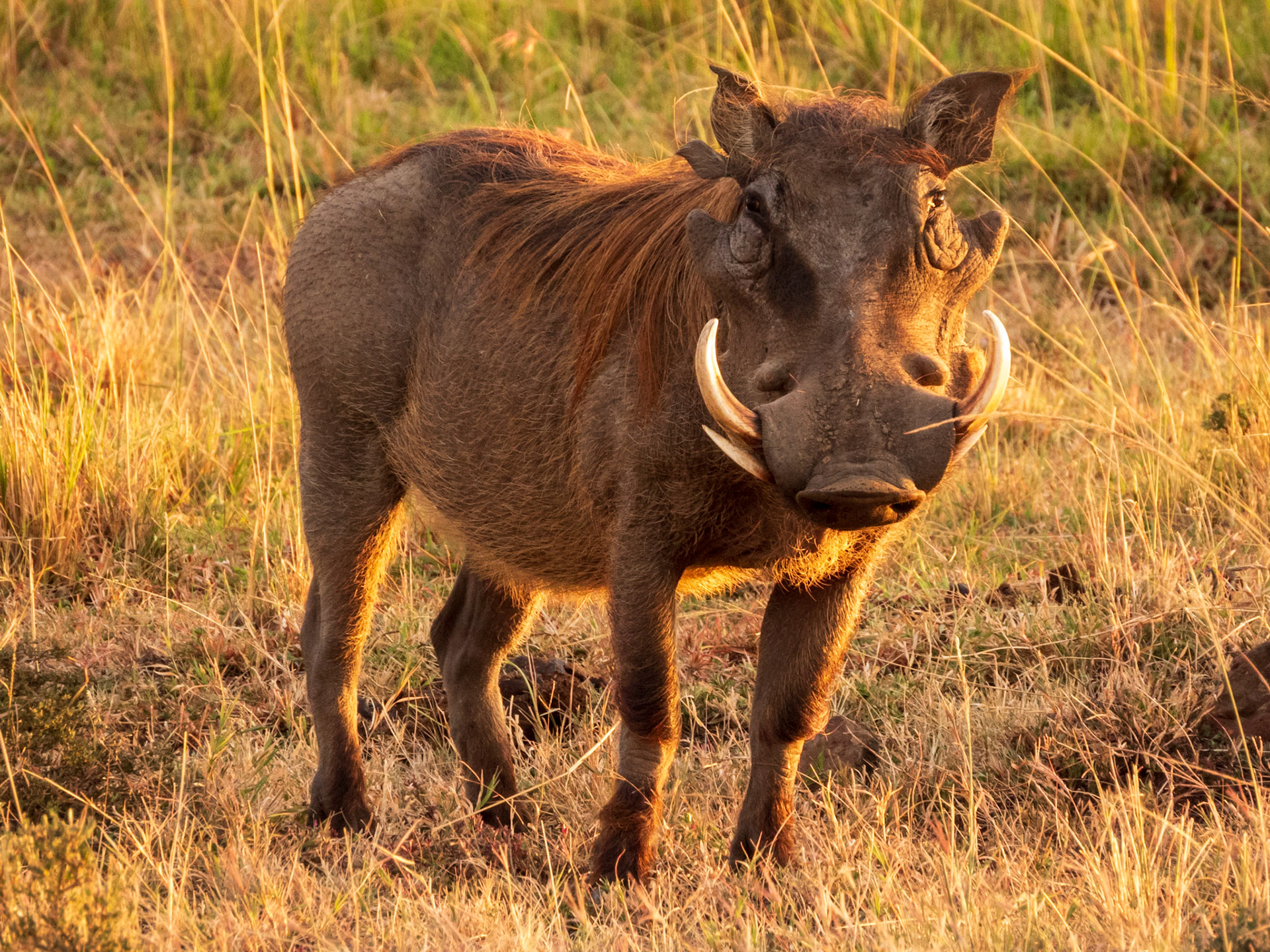 Common Warthog, Melting Bush Camp