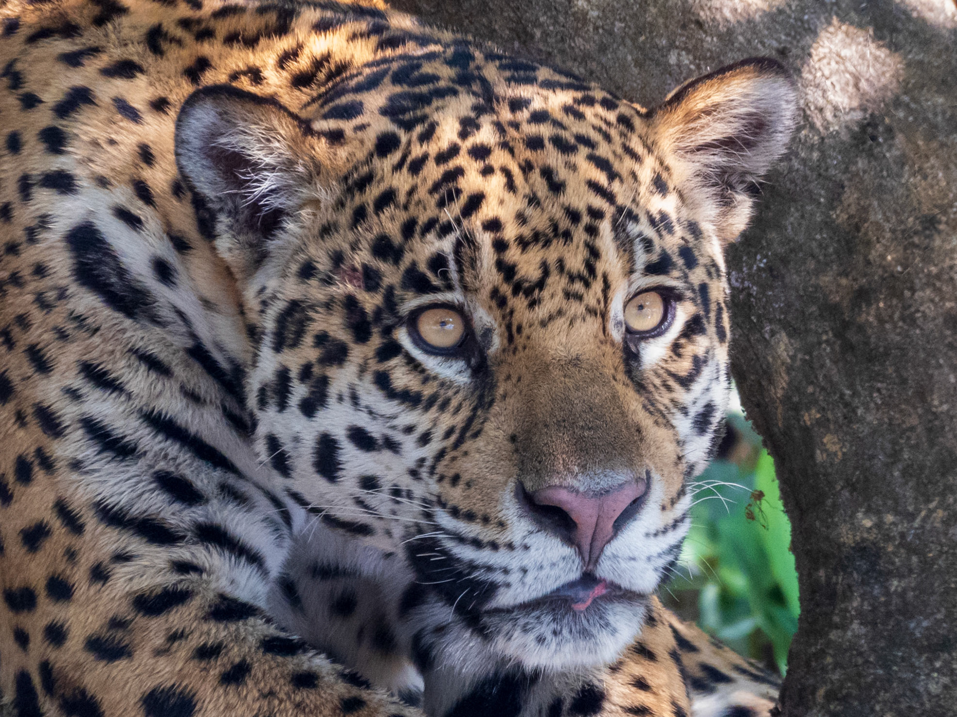 Jaguar, Porto Jofre