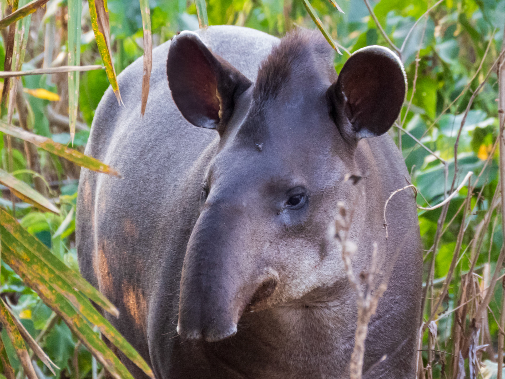 South American Tapir, Pouso Alegre Lodge
