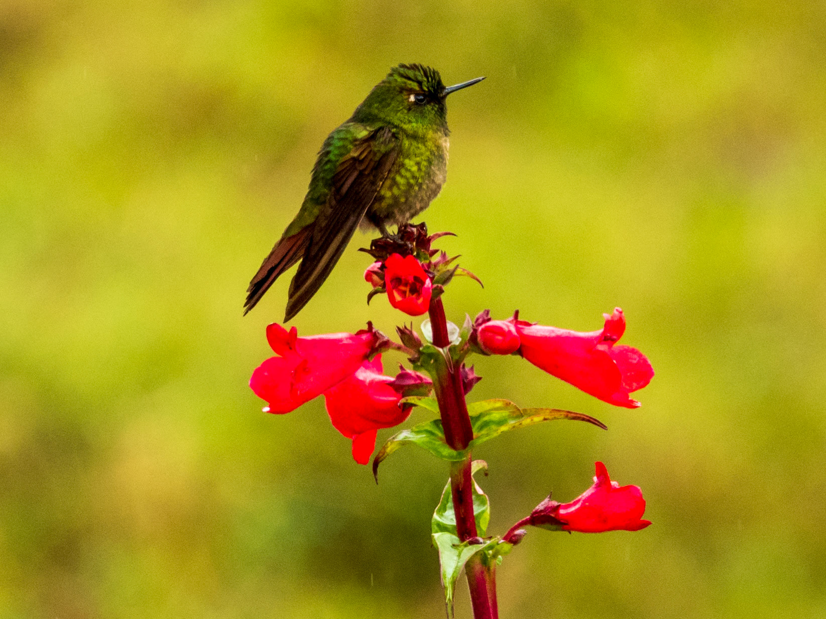 Tyrian Metaltail, Parque Nacional Chingaza