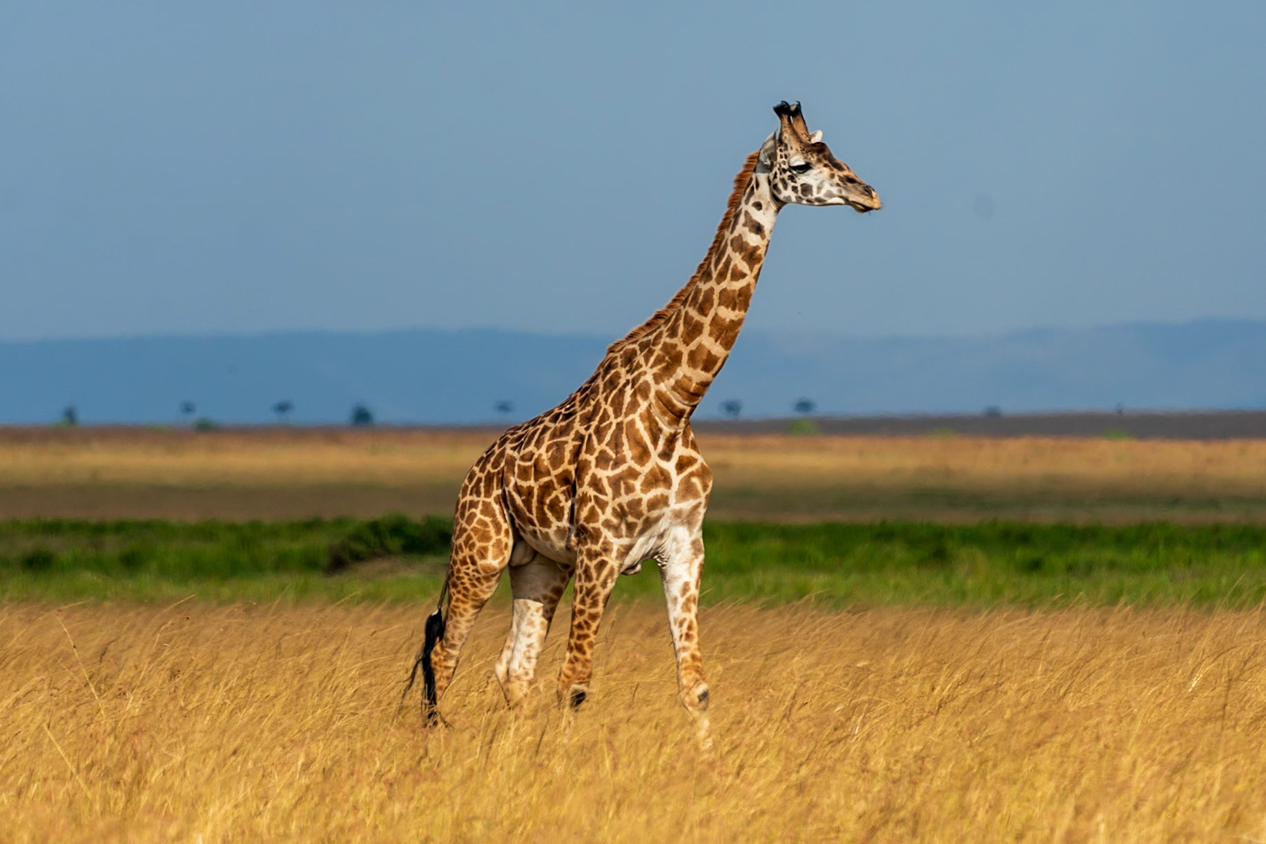 East African Giraffe, Melting Bush Camp