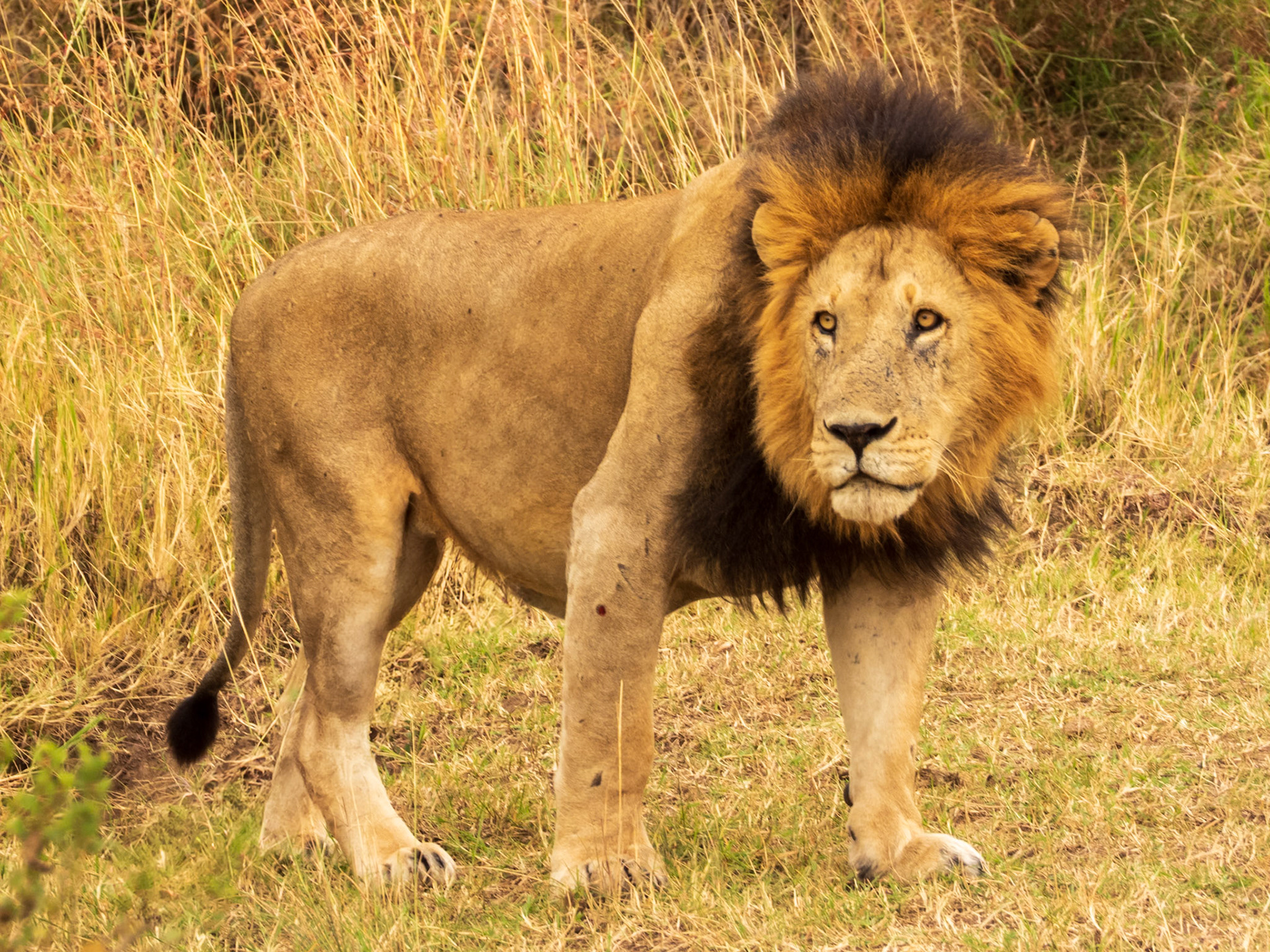 Lion, Melting Bush Camp