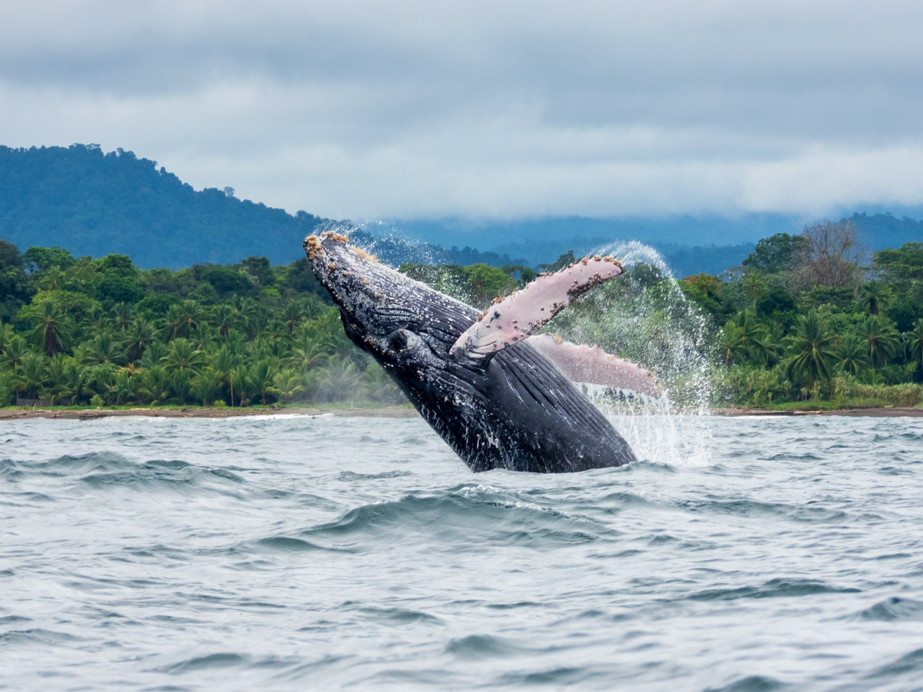 Humpback Whale, Parque Nacional Natural Utría