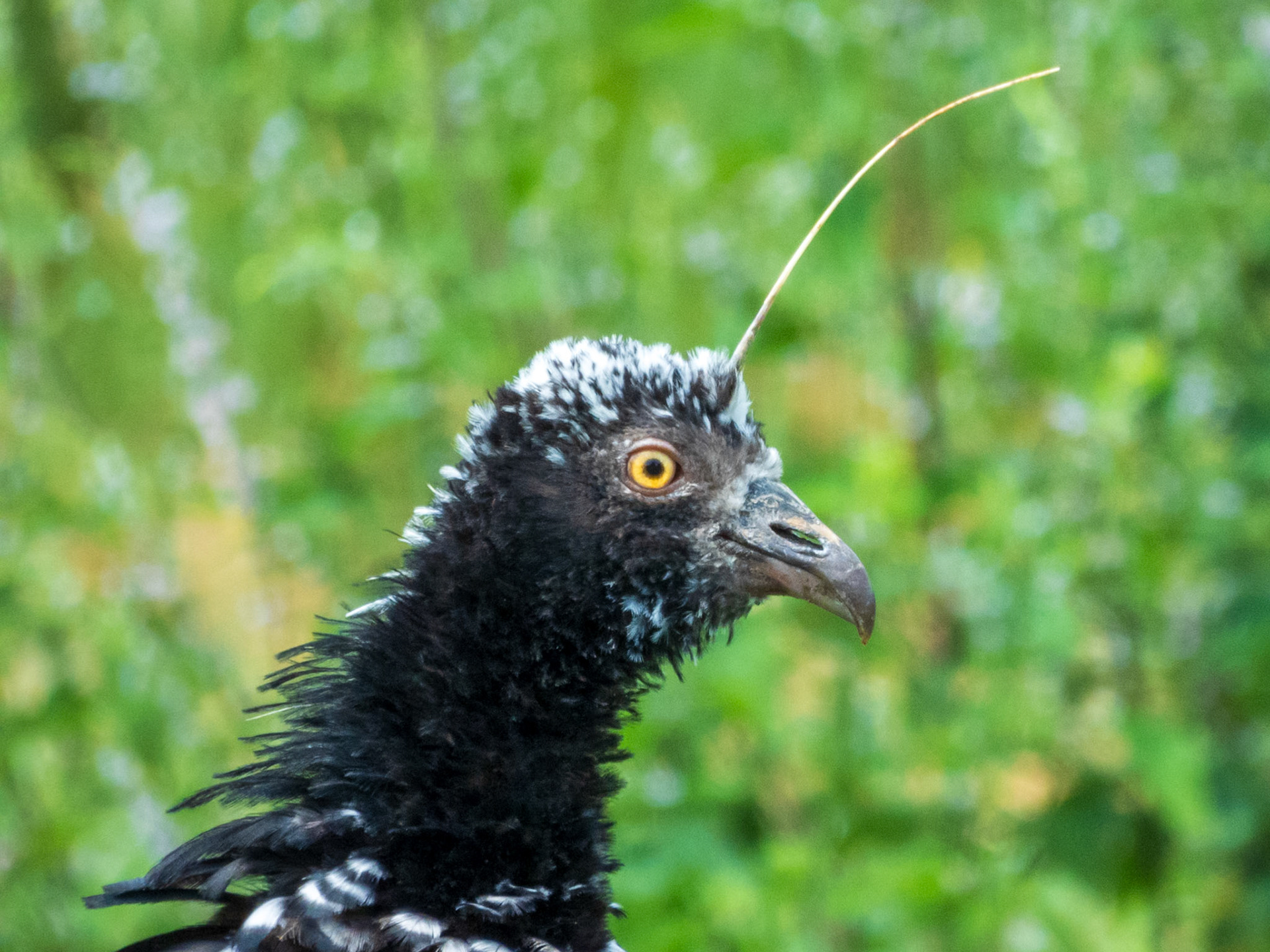 Horned Screamer, Hato la Aurora