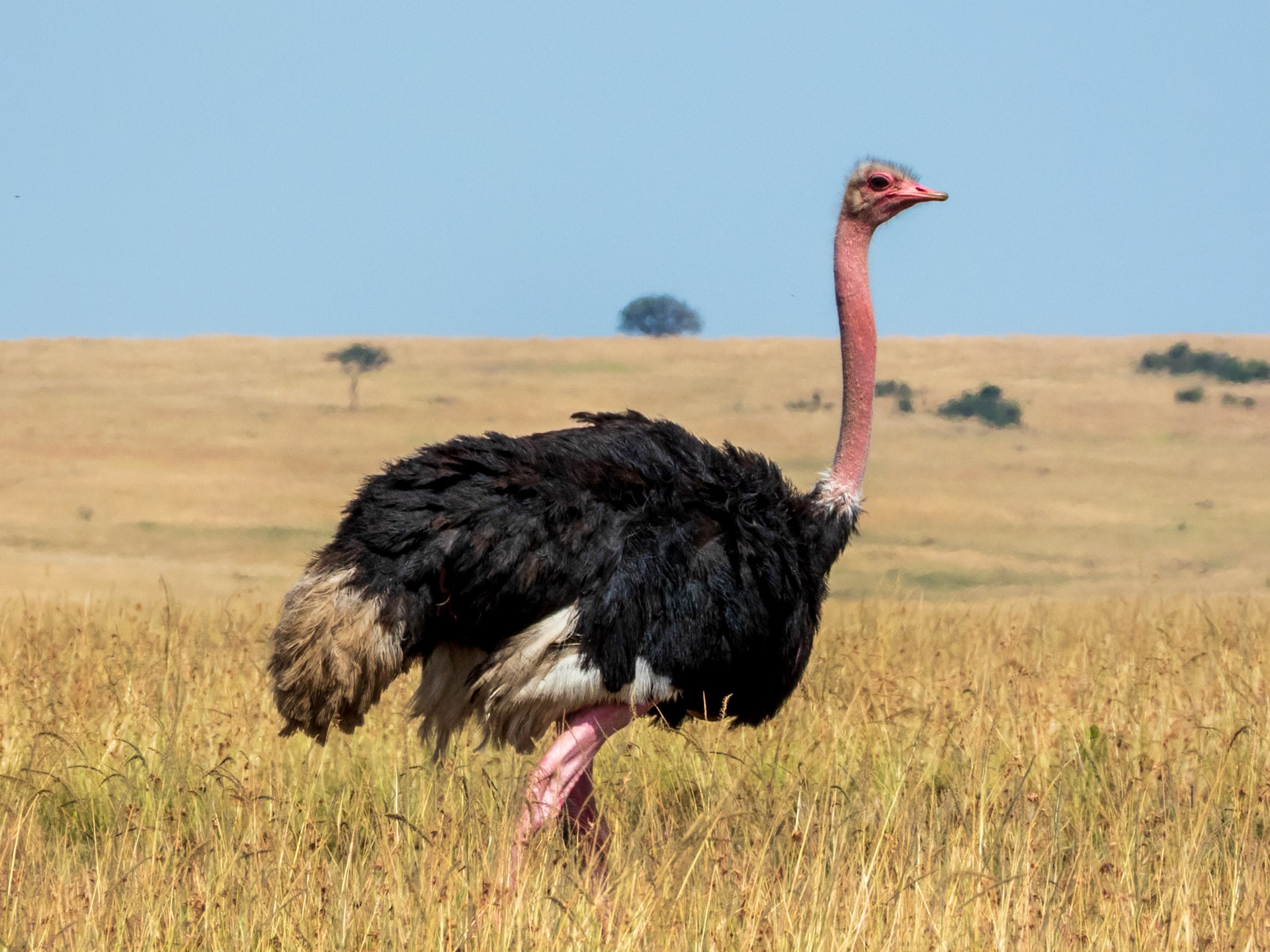 Common Ostrich, Melting Bush Camp