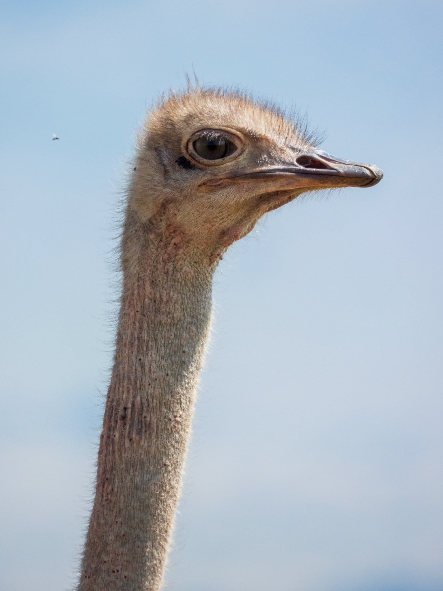 Common Ostrich, Melting Bush Camp