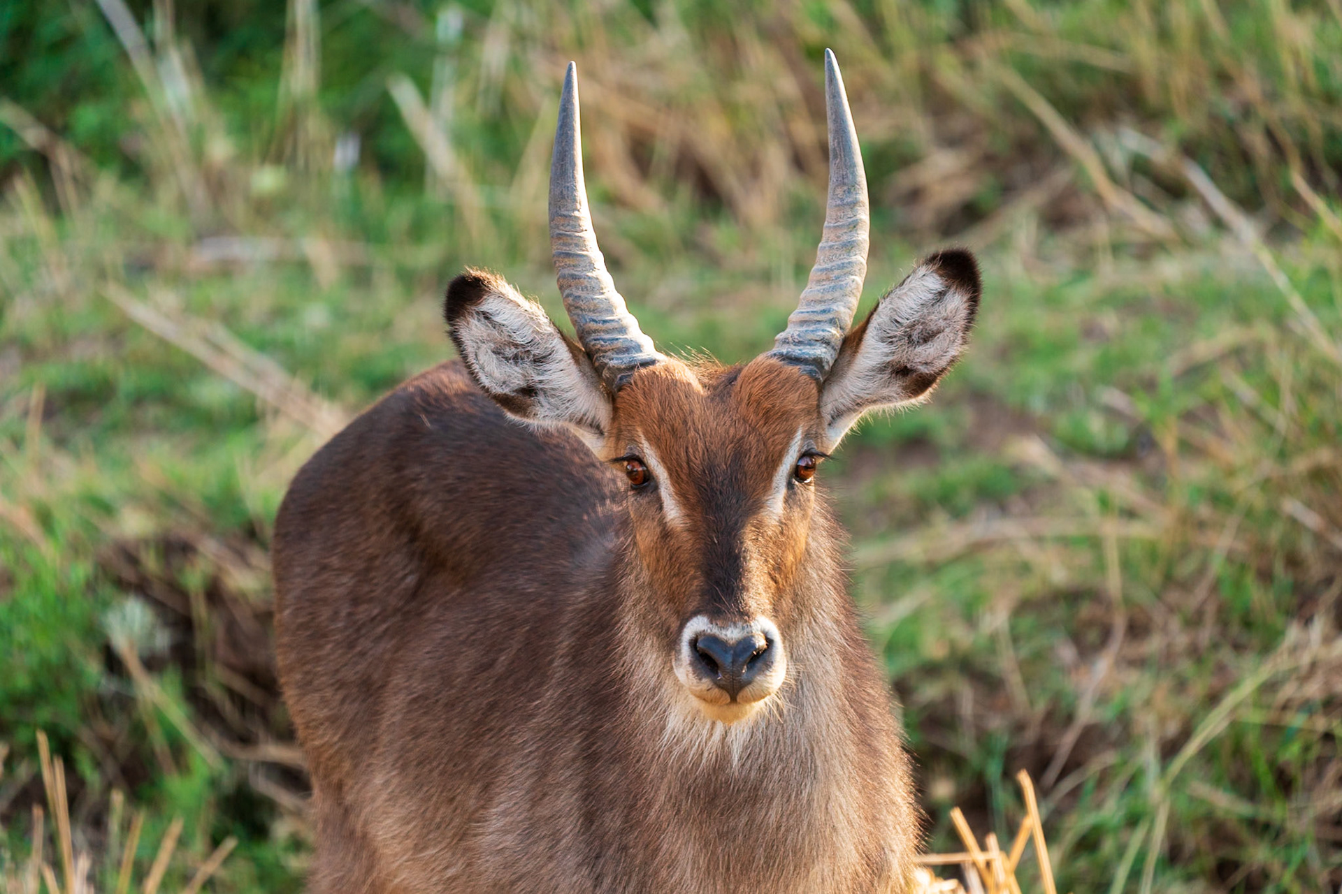 Waterbuck, Samburu Simba Lodge