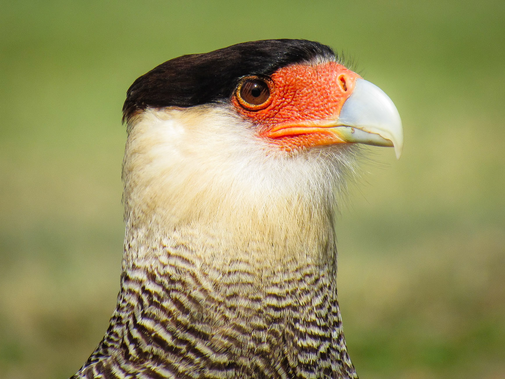 Crested Caracara, Parque Nacional Río Pilcomayo
