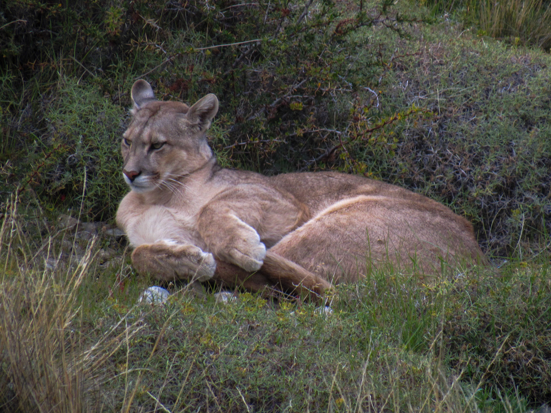 Mountain Lion, Parque Nacional Torres del Paine