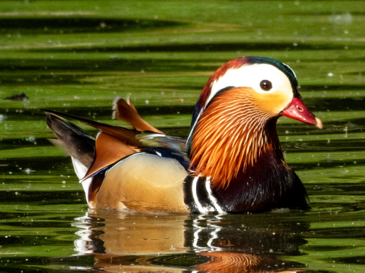 Mandarin Duck, Bois de Boulogne
