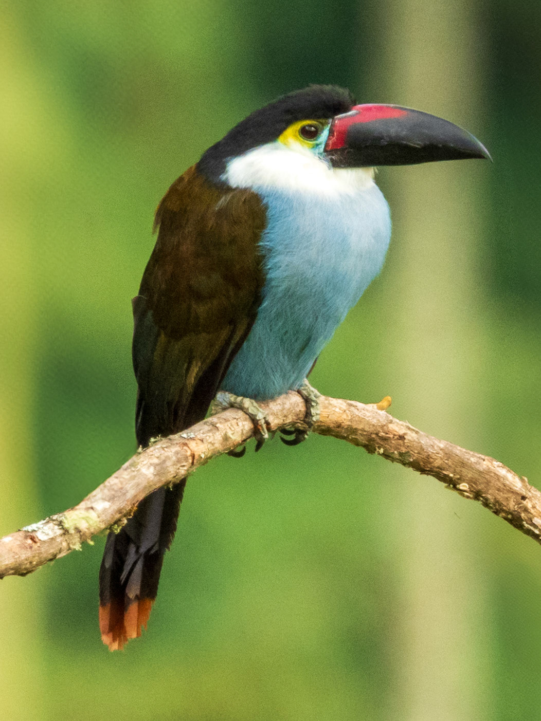 Black-billed Mountain-Toucan, Finca la Tribuna