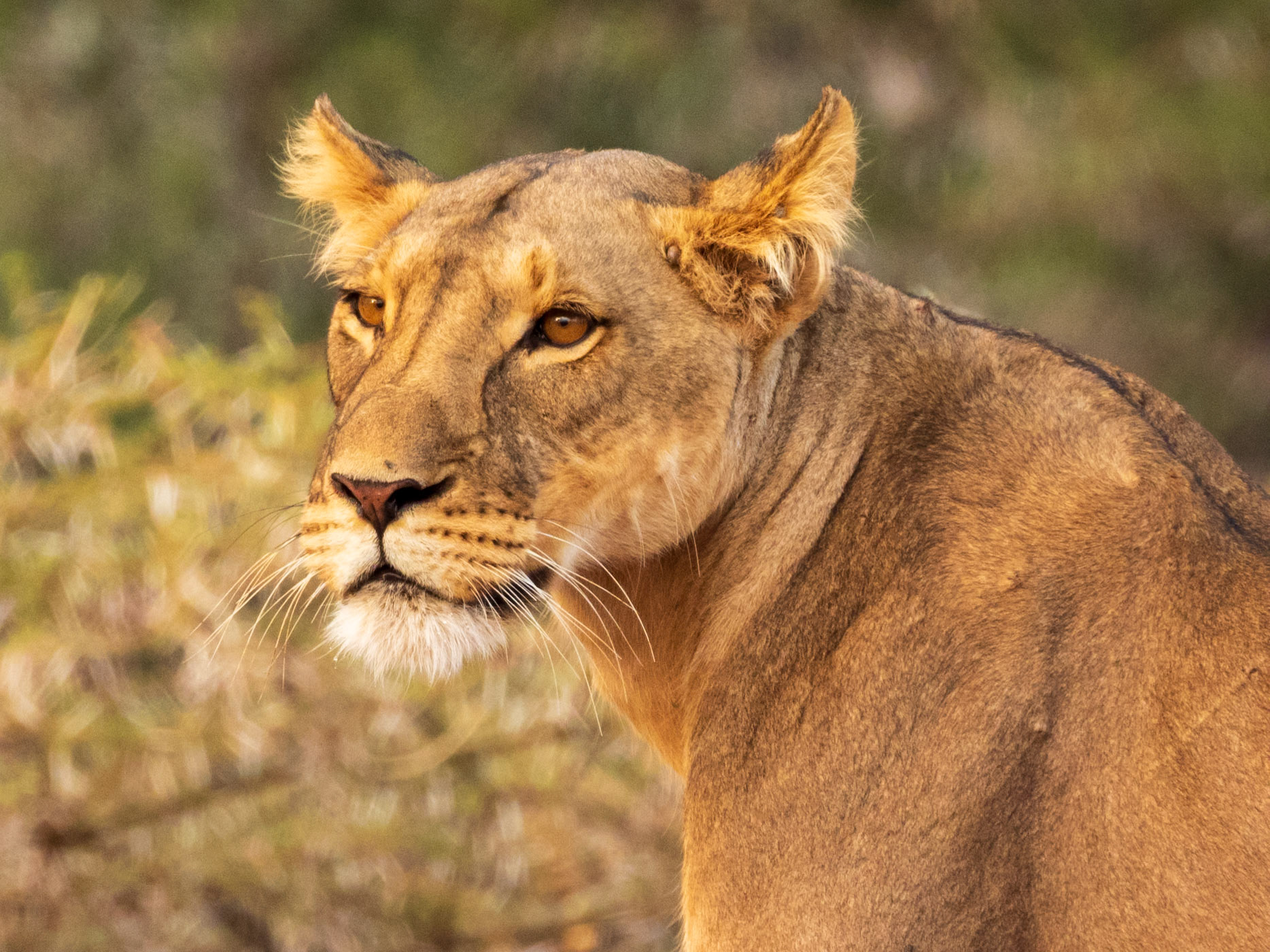Lion, Samburu Simba Lodge