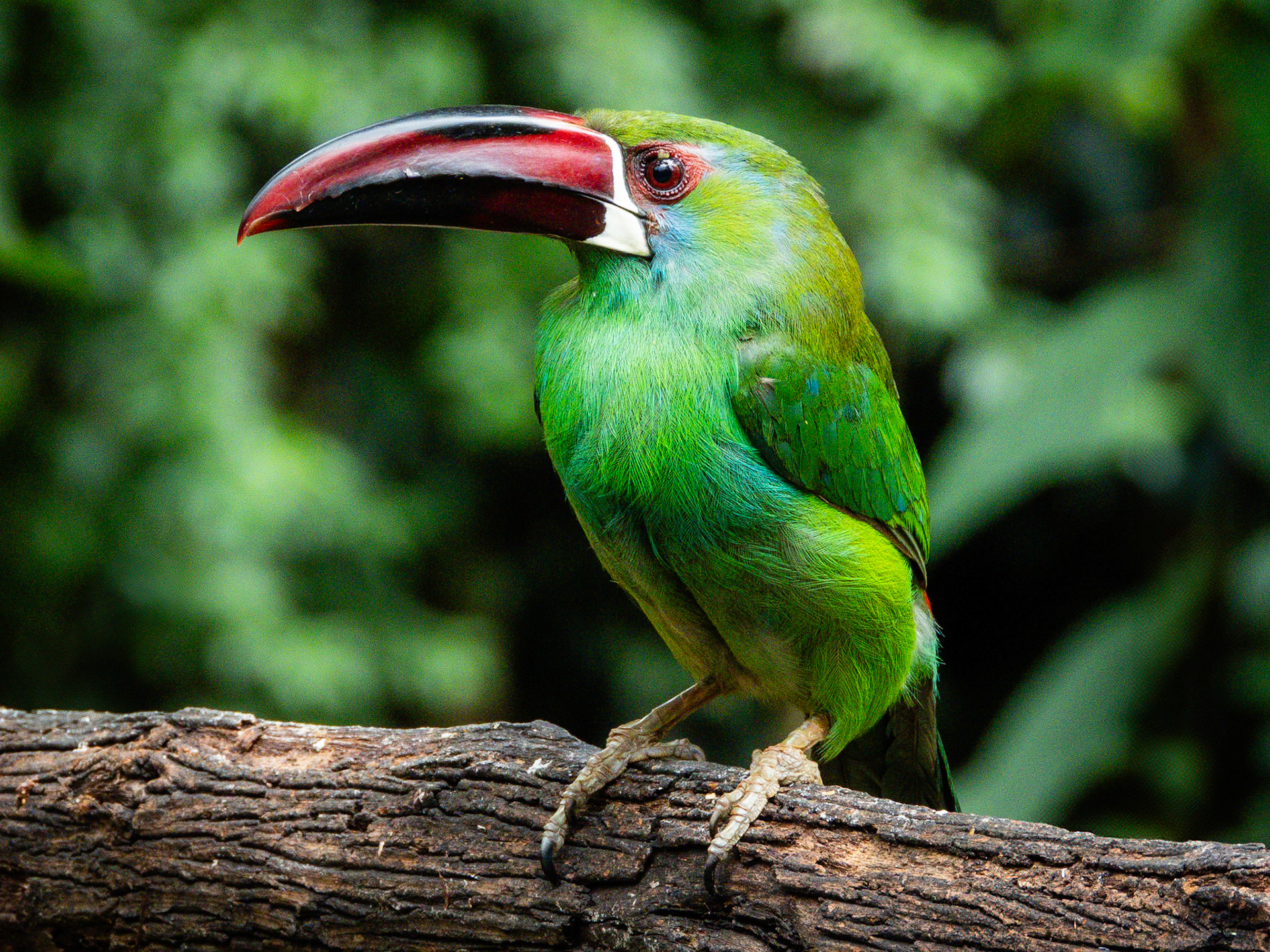 Crimson-rumped Toucanet, El Retorno de los Colibríes