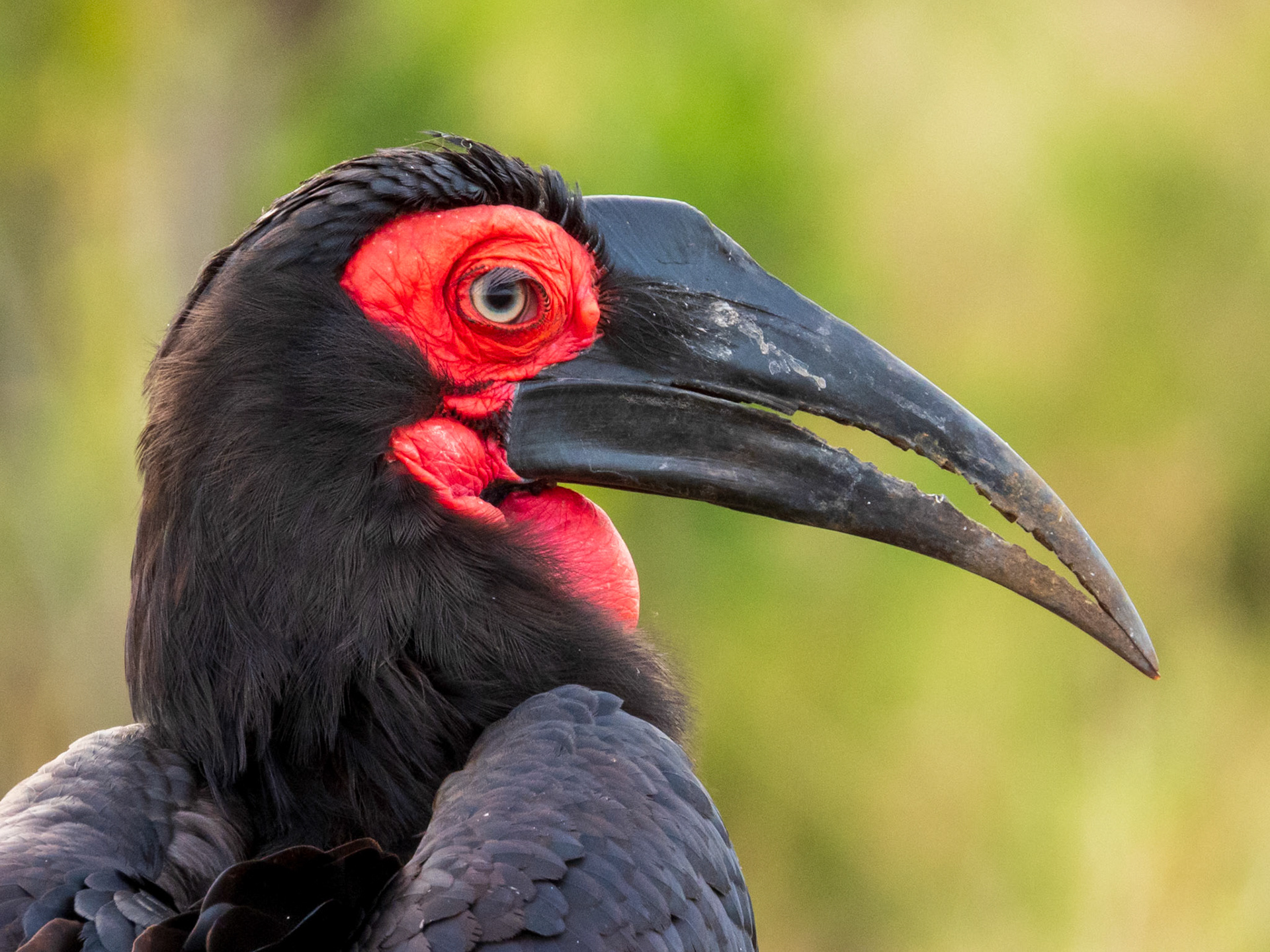 Southern Ground-Hornbill, Melting Bush Camp