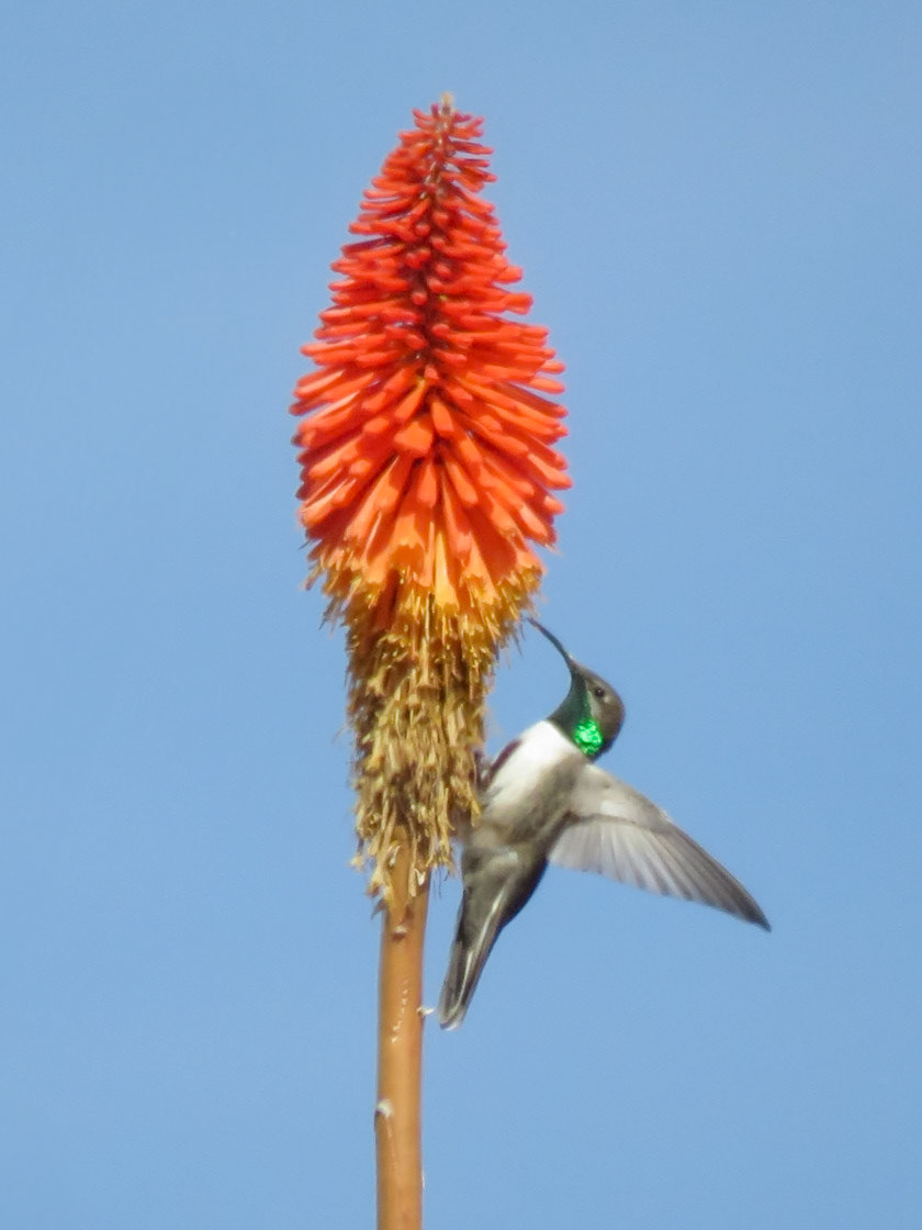 Andean Hillstar, Cañón Colca