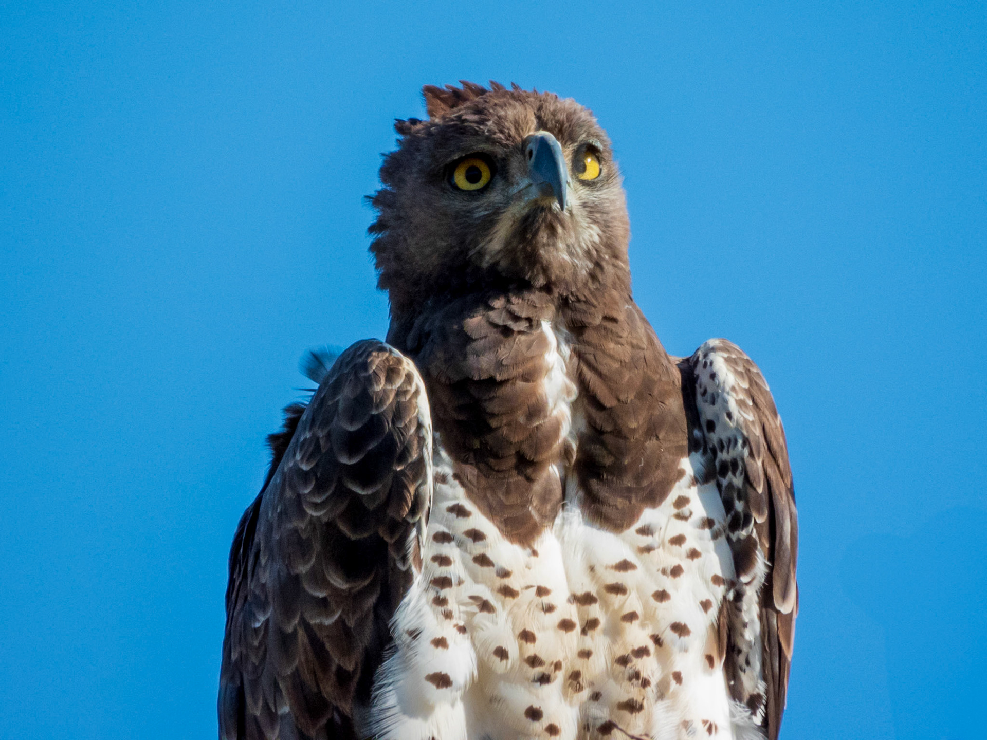 Martial Eagle, Melting Bush Camp