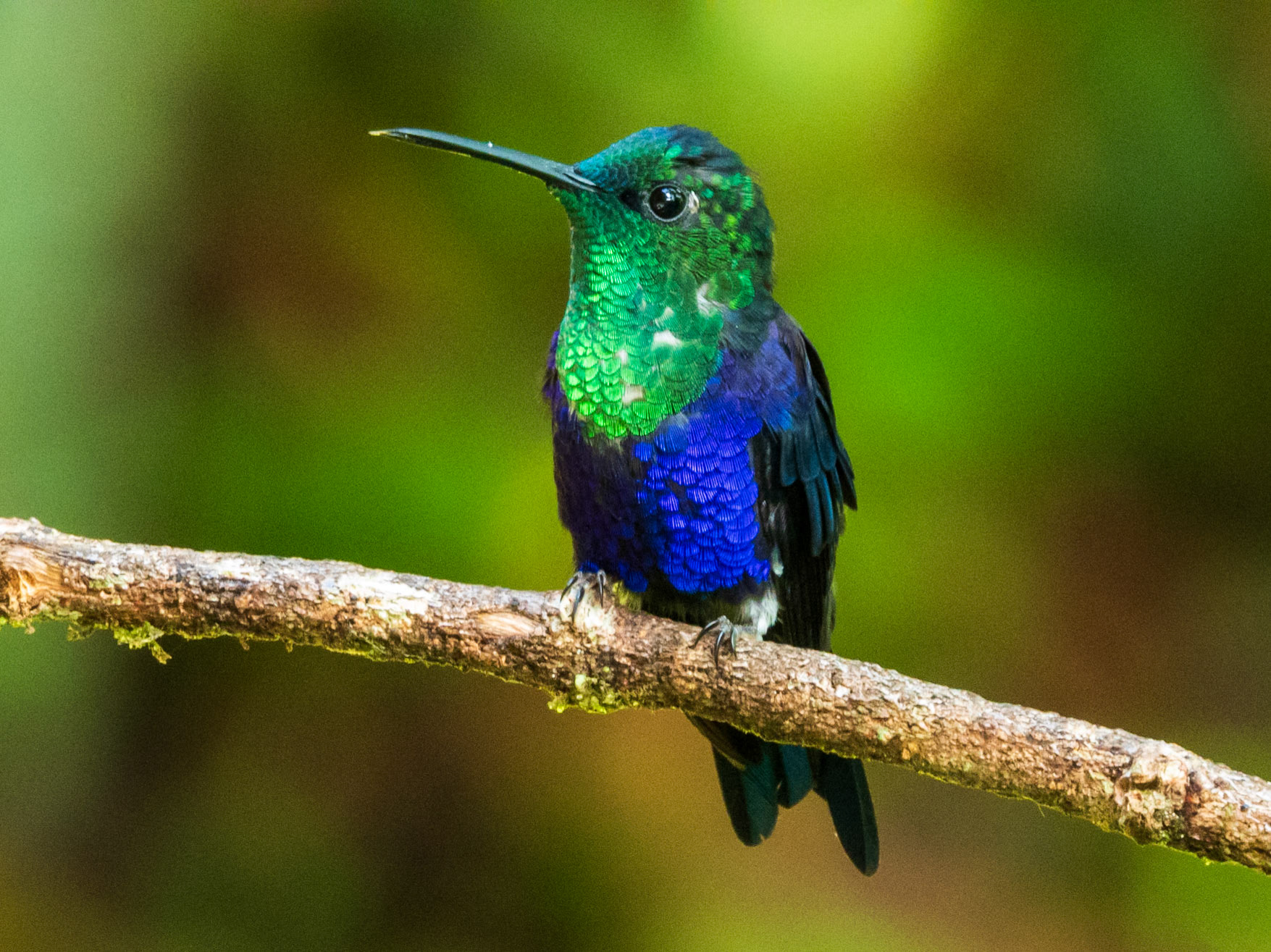 Crowned Woodnymph, Montezuma Rainforest Ecolodge