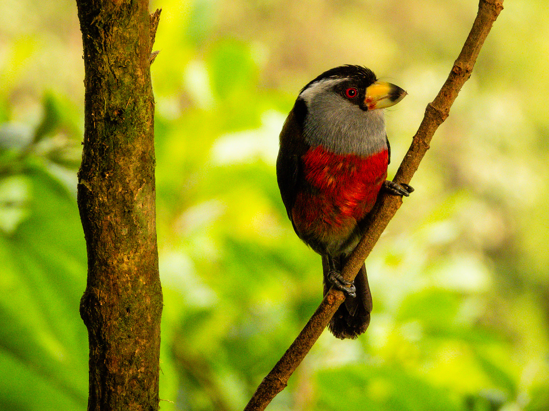 Toucan Barbet, Doña Dora