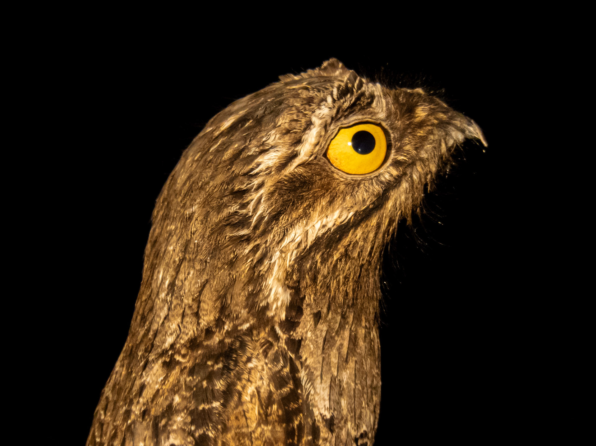 Common Potoo, Baía das Pedras