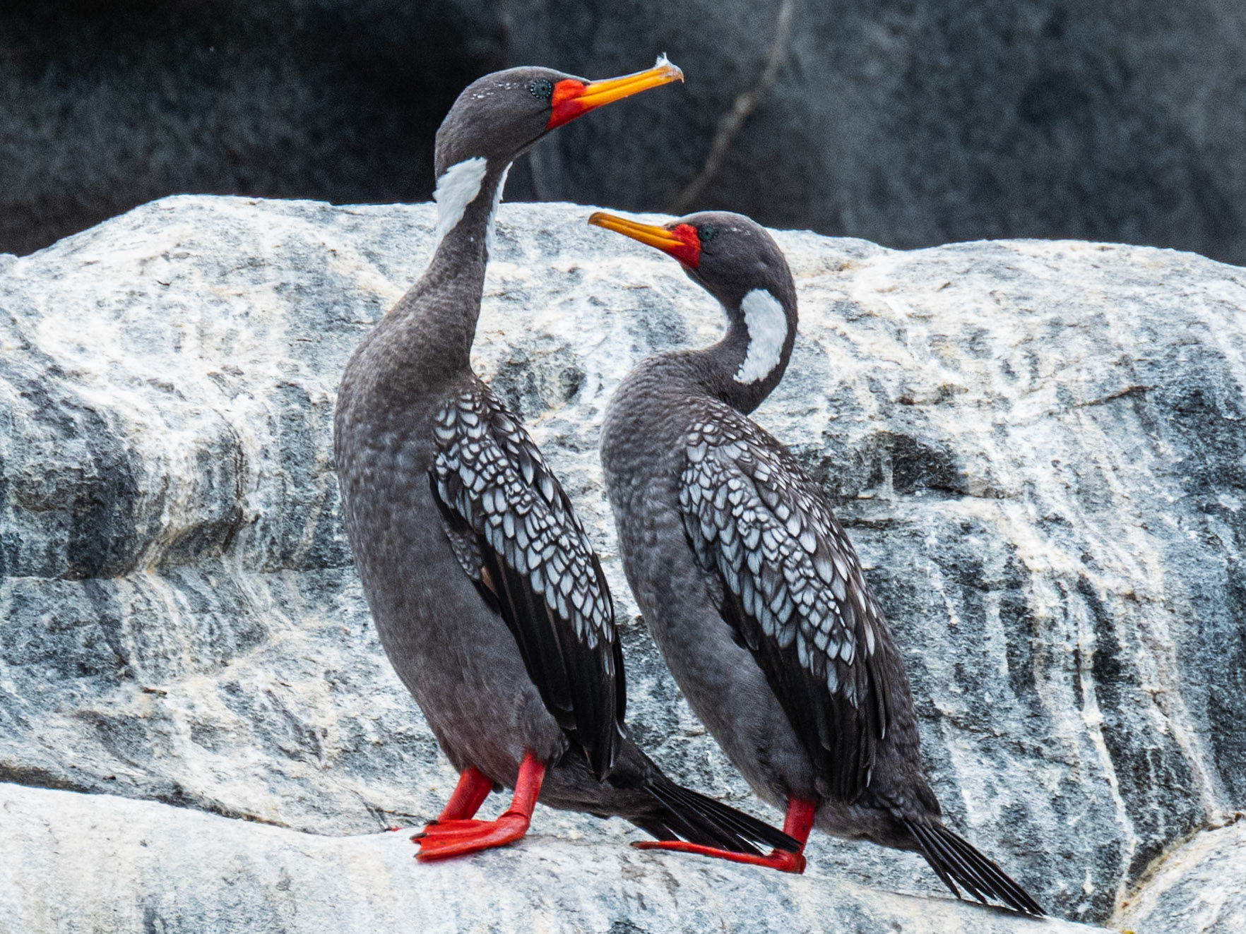 Red-legged Cormorant, Tongoy