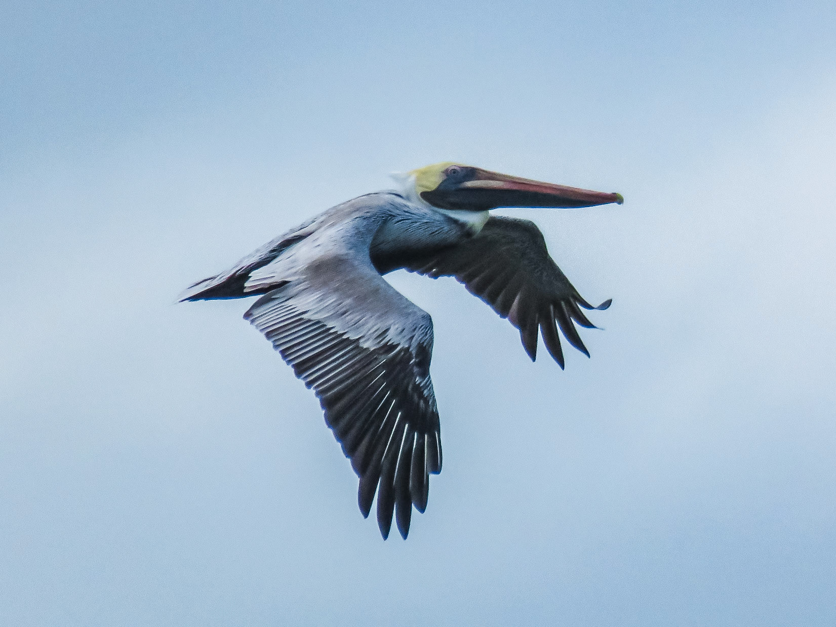 Brown Pelican, Islas San Blas