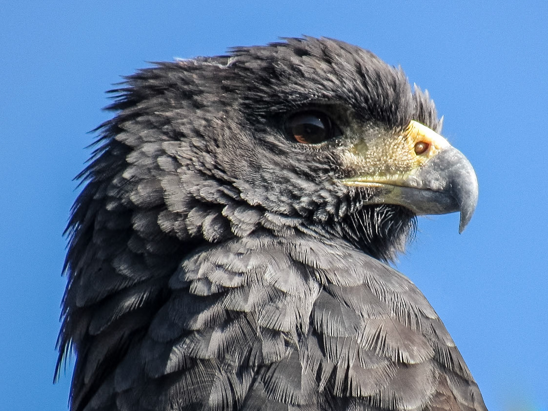 Great Black Hawk, Parque Nacional Río Pilcomayo