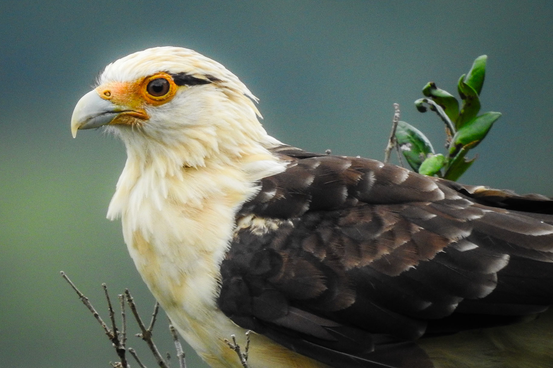 Yellow-headed Caracara, Eden Canyon