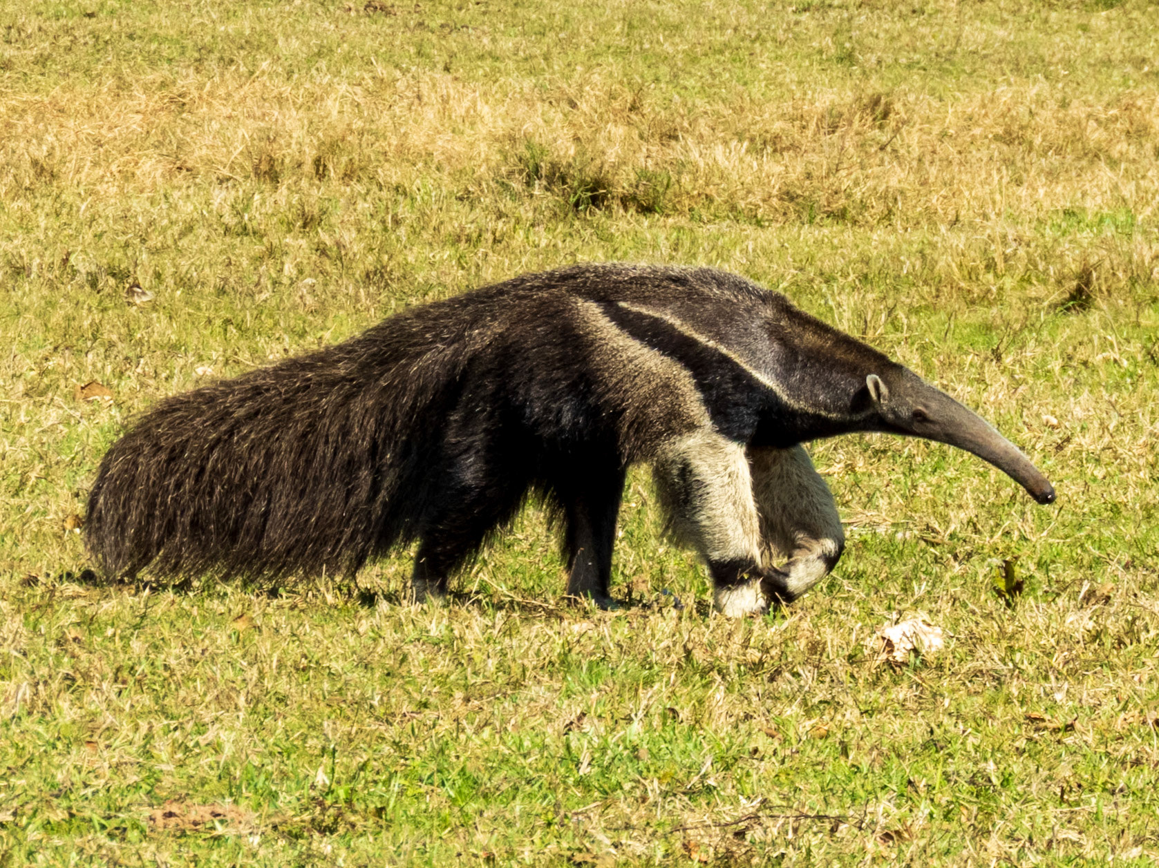 Giant Anteater, Hotel Recanto Barra Mansa