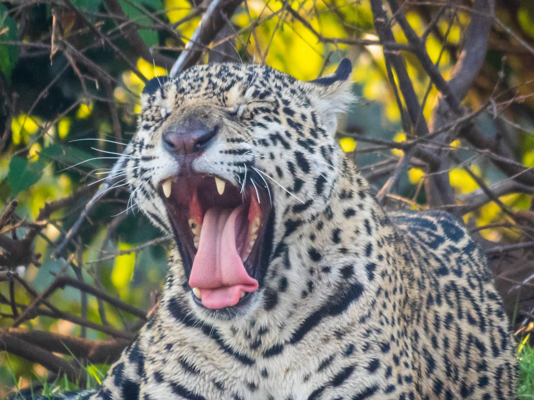 Jaguar, Porto Jofre