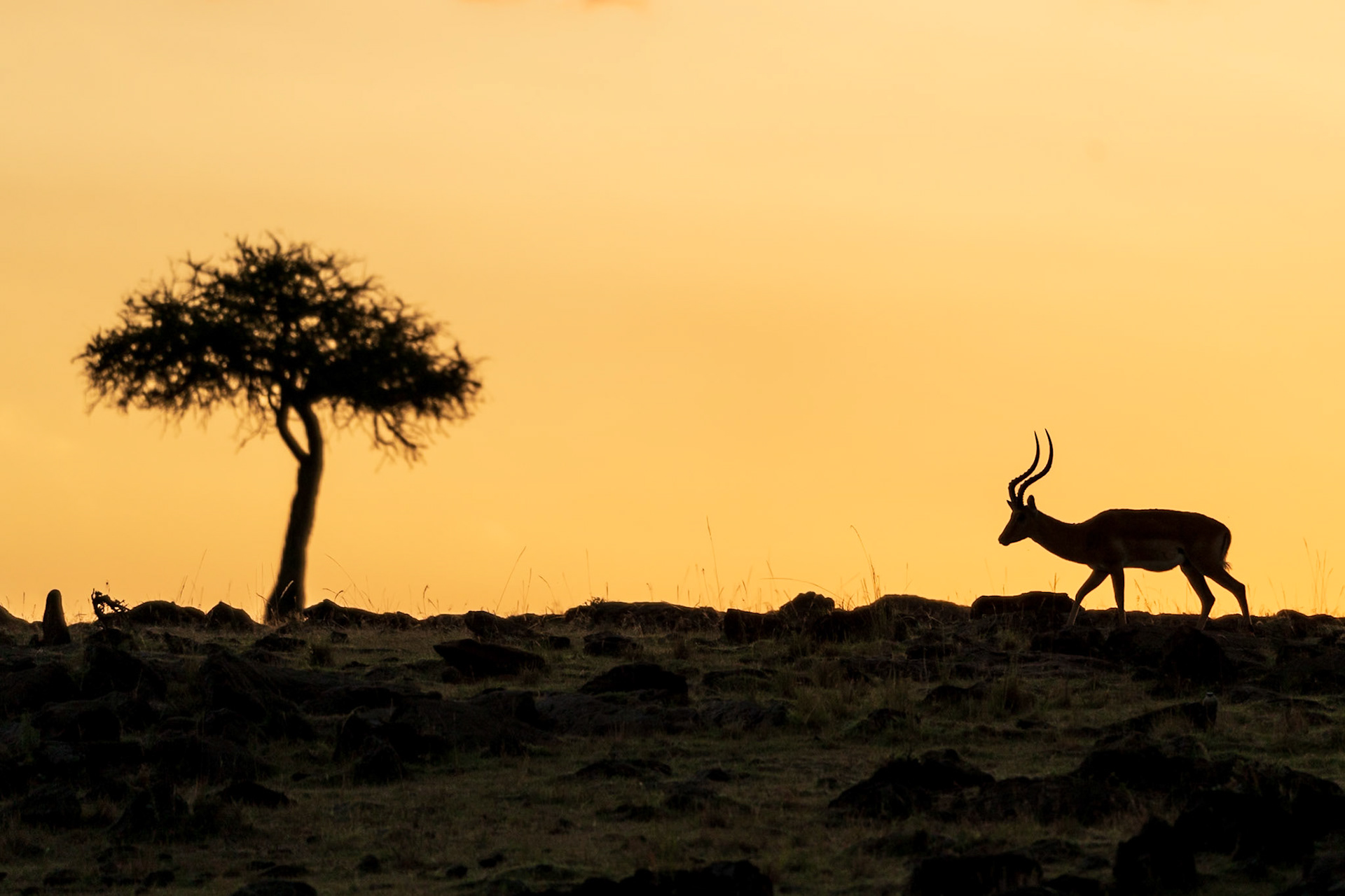 Impala, Melting Bush Camp
