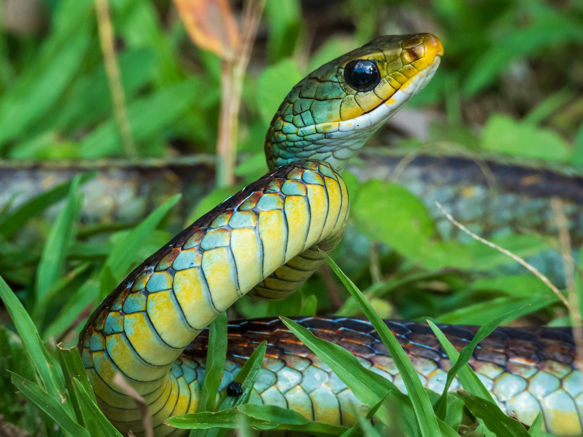 Giant Parrot Snake, Hato la Aurora