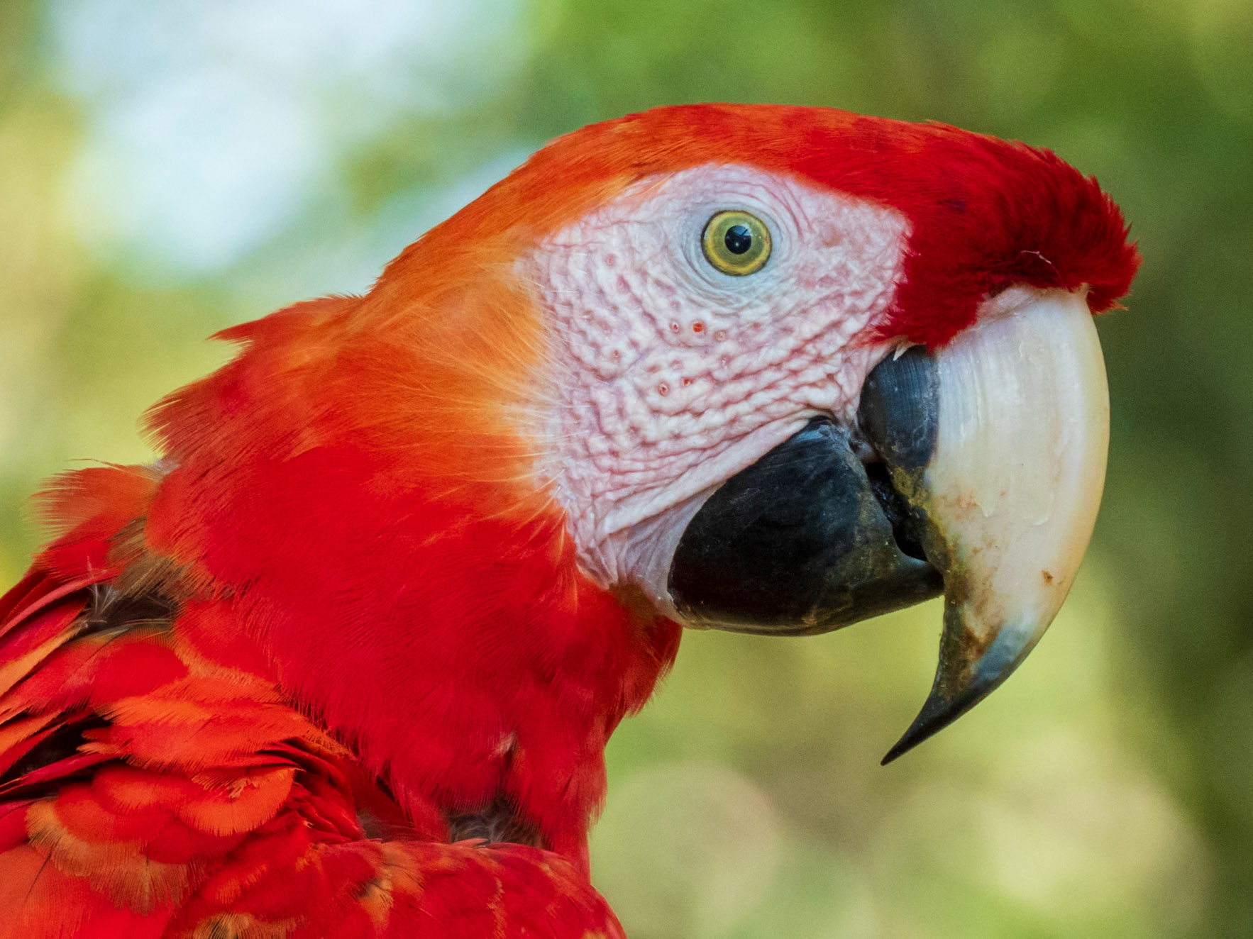 Scarlet Macaw, Hato la Aurora